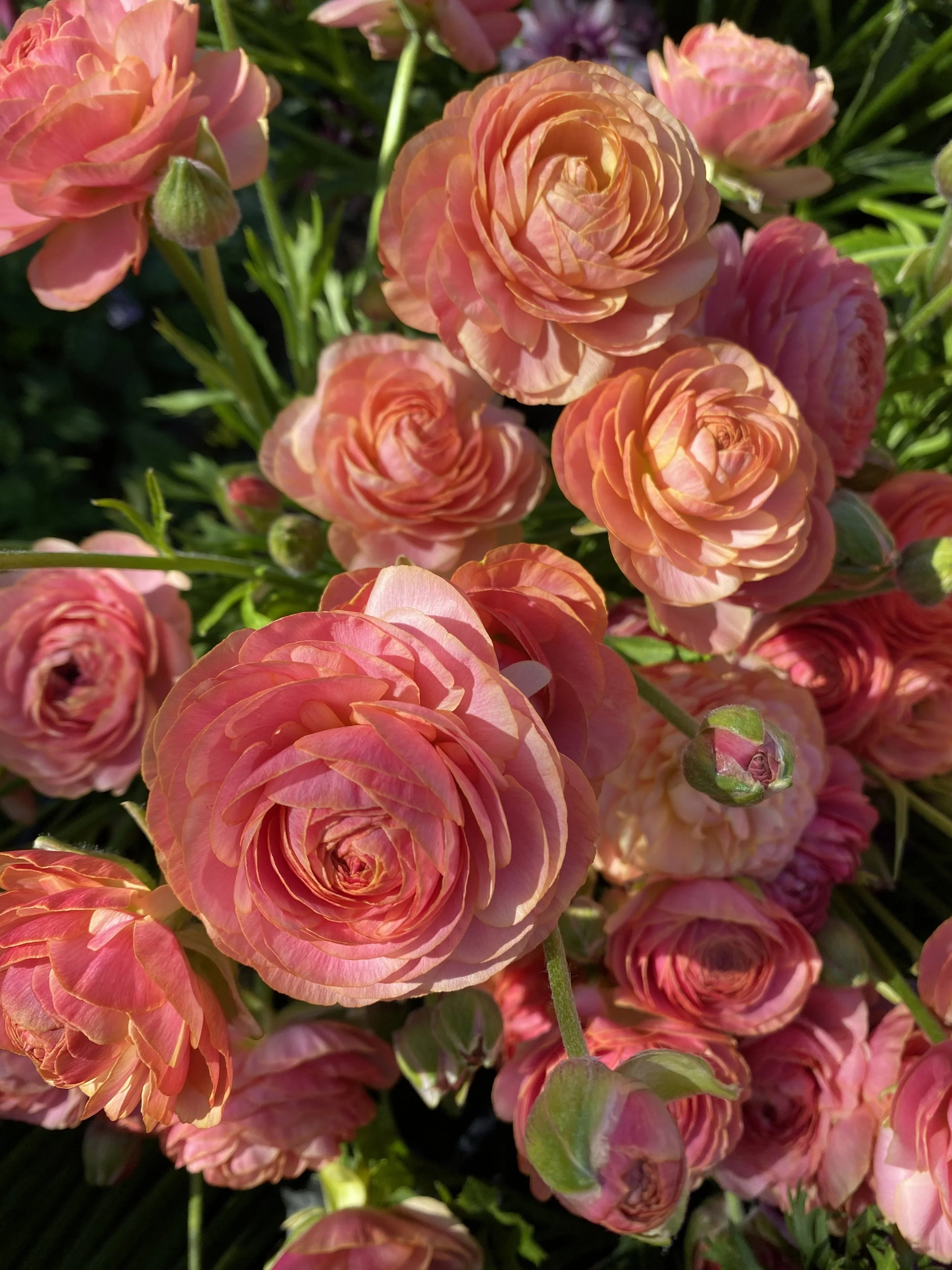 Ranunculus Romance Nohant $22