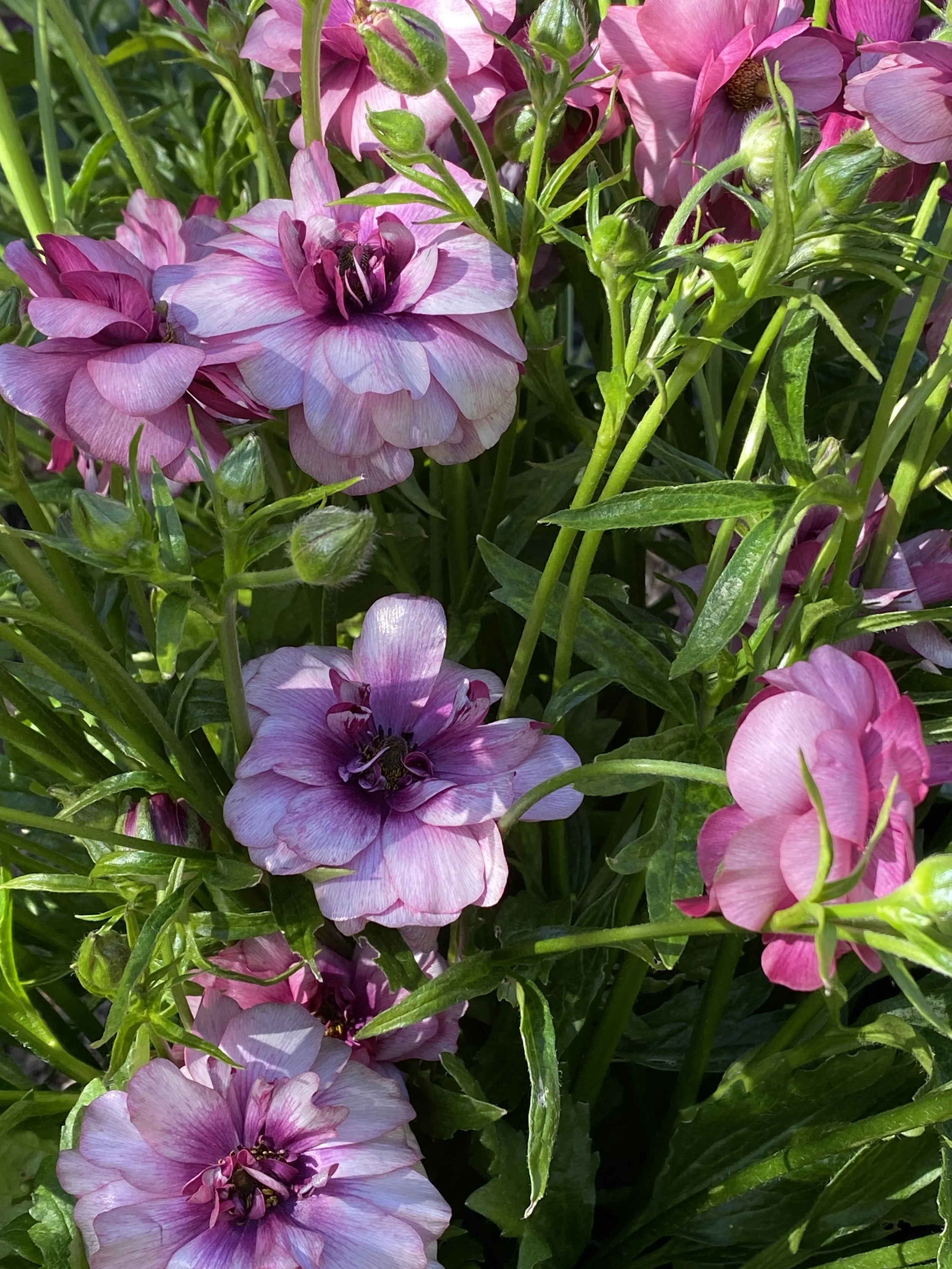 Butterfly Ranunculus Thiva $20