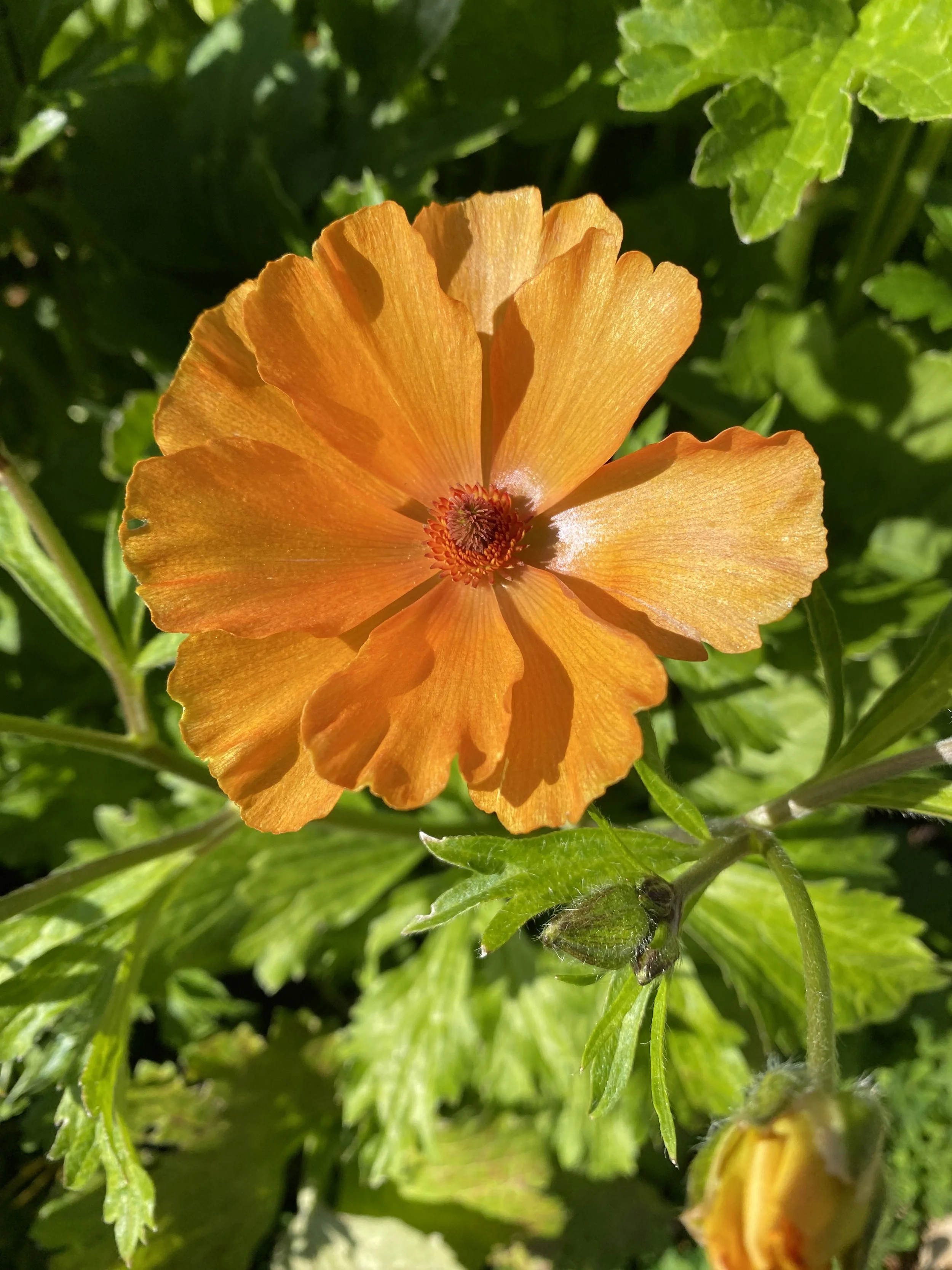 Butterfly Ranunculus Charis $16