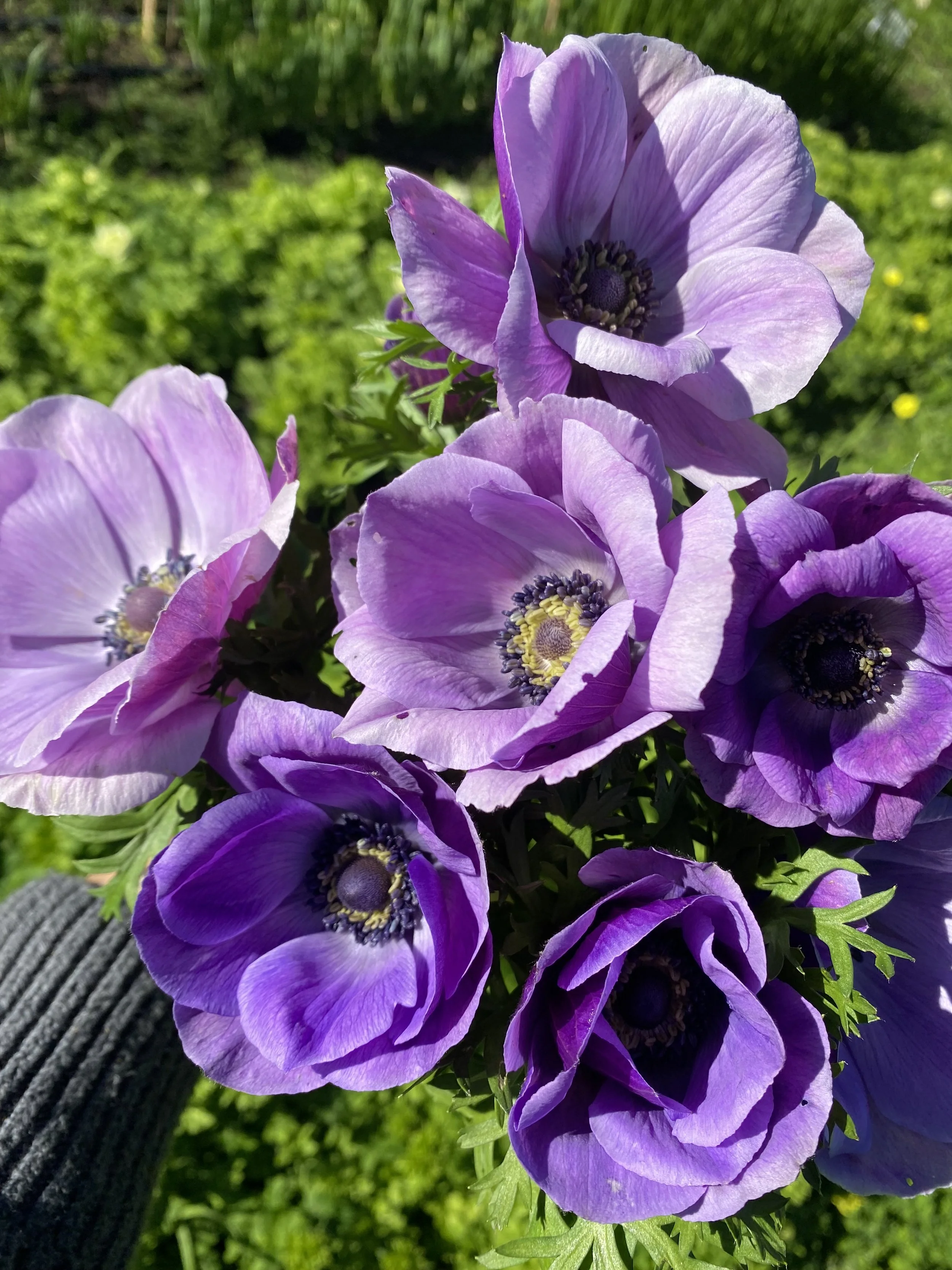 Anemone Italian Mistral Milka Plus+ $15