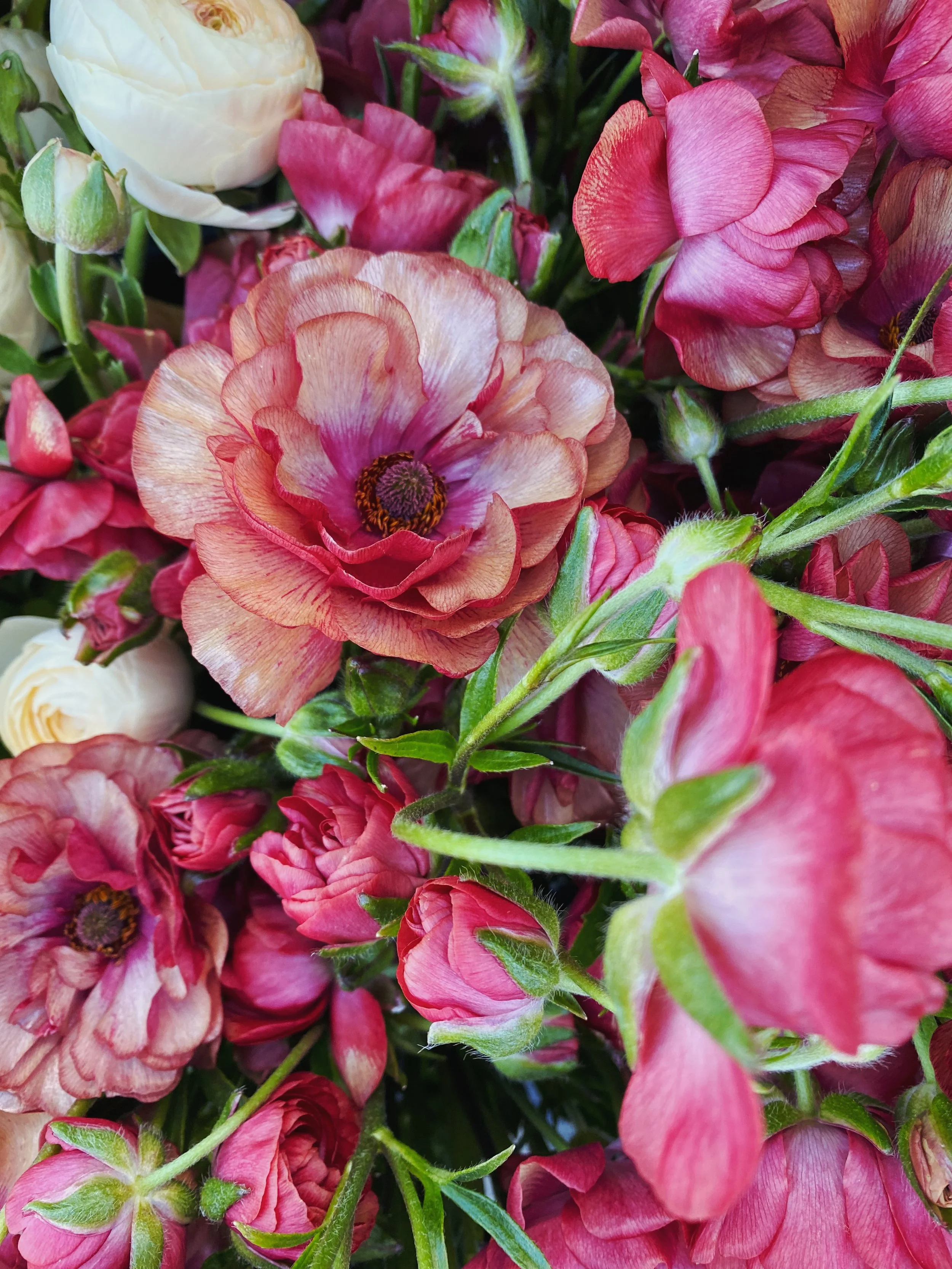 Butterfly Ranunculus Musa $20