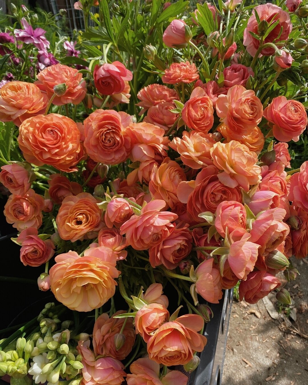 Ranunculus Romance &lsquo;Nimes&rsquo;  looking extra yummy. We already miss her.