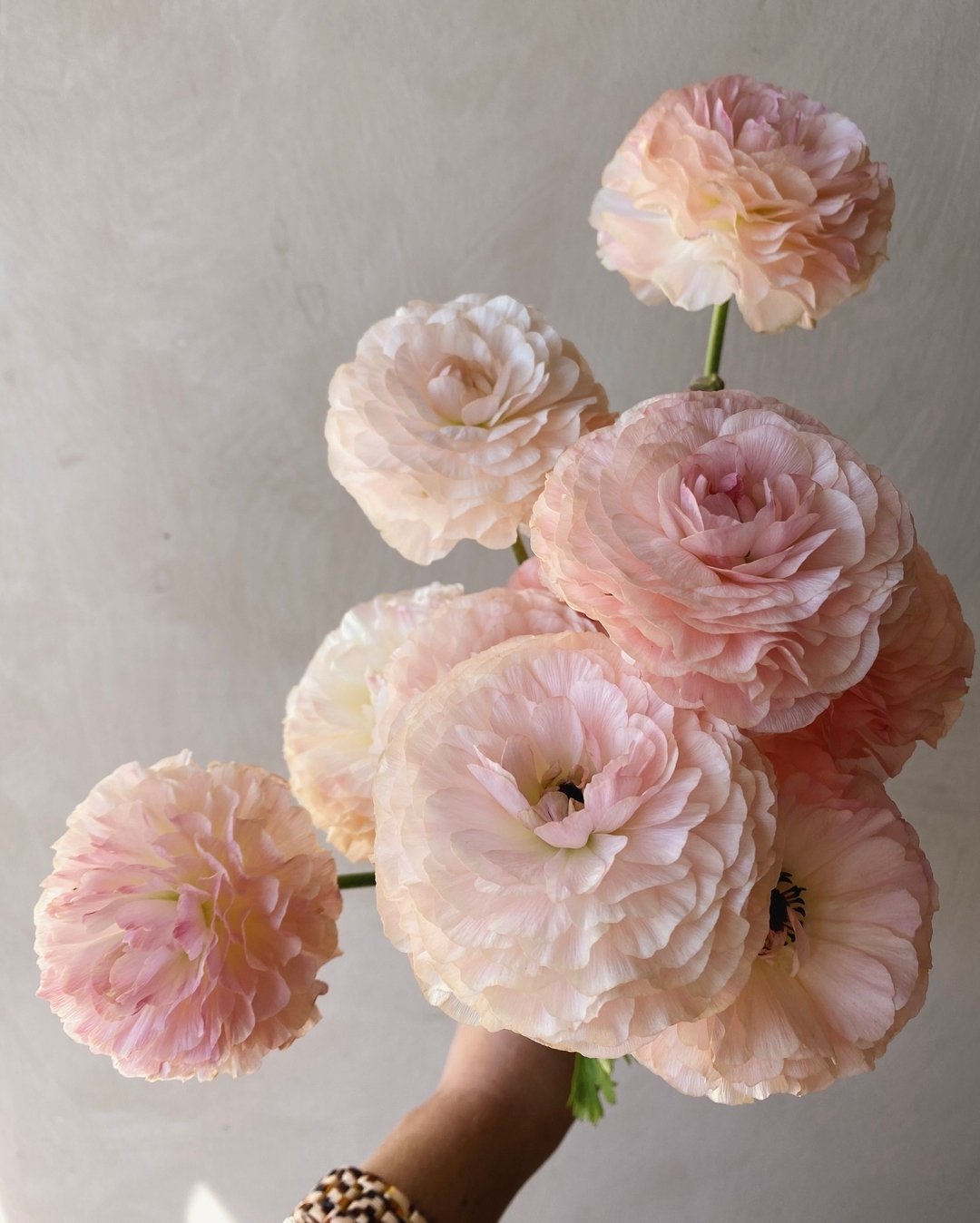 Really admiring this Ranunculus Romance &lsquo;Plage&rsquo; from @wild_whimsy_flowers. Thank you for bringing to me so that I can see in person 🥰