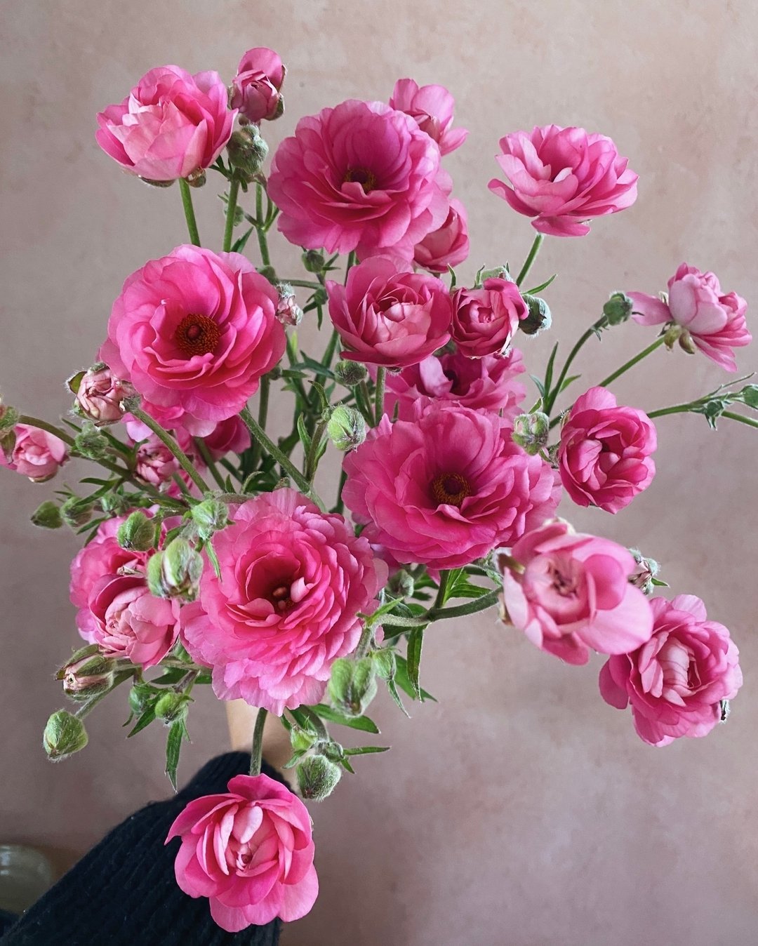 Ranunculus Moderna 819 giving the most. We feel kind of bad because we wrote her off pretty quickly as something too bright/bold/offensive. But we were surprised by her rose-like shape, her leaning-blue-pink and just how many flowers were on one stem