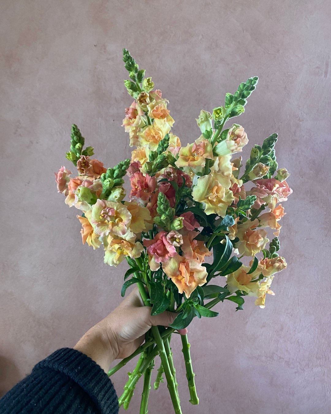A new variety we trialed this year, Antirrhinum or Snapdragon &lsquo;Doubleshot Peach&rsquo;. Not as tall as some of the Chantilly or Madame double varieties but very branch-y and super productive. The color is really good too, with an interesting mi