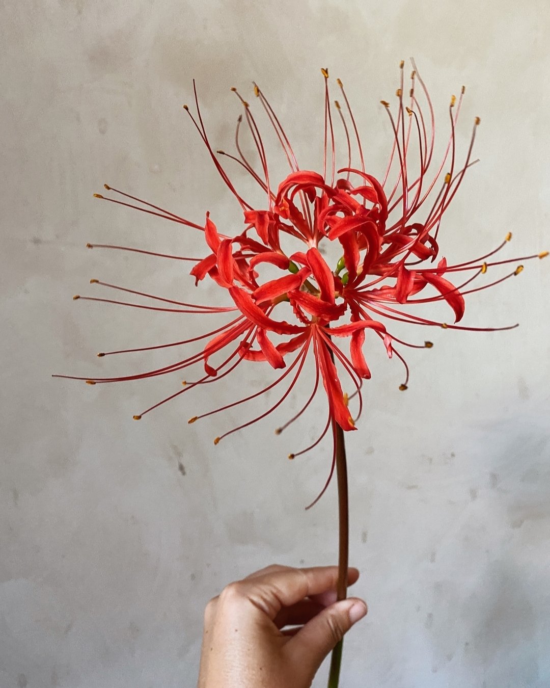 Lycoris radiata or Red Spider Lily. Wow honestly, can you even believe this exists? Truly a beautiful species.  We planted these in the fall of 2022 hoping for a 2023 bloom. They notoriously skip their first and sometimes second year bloom time in th