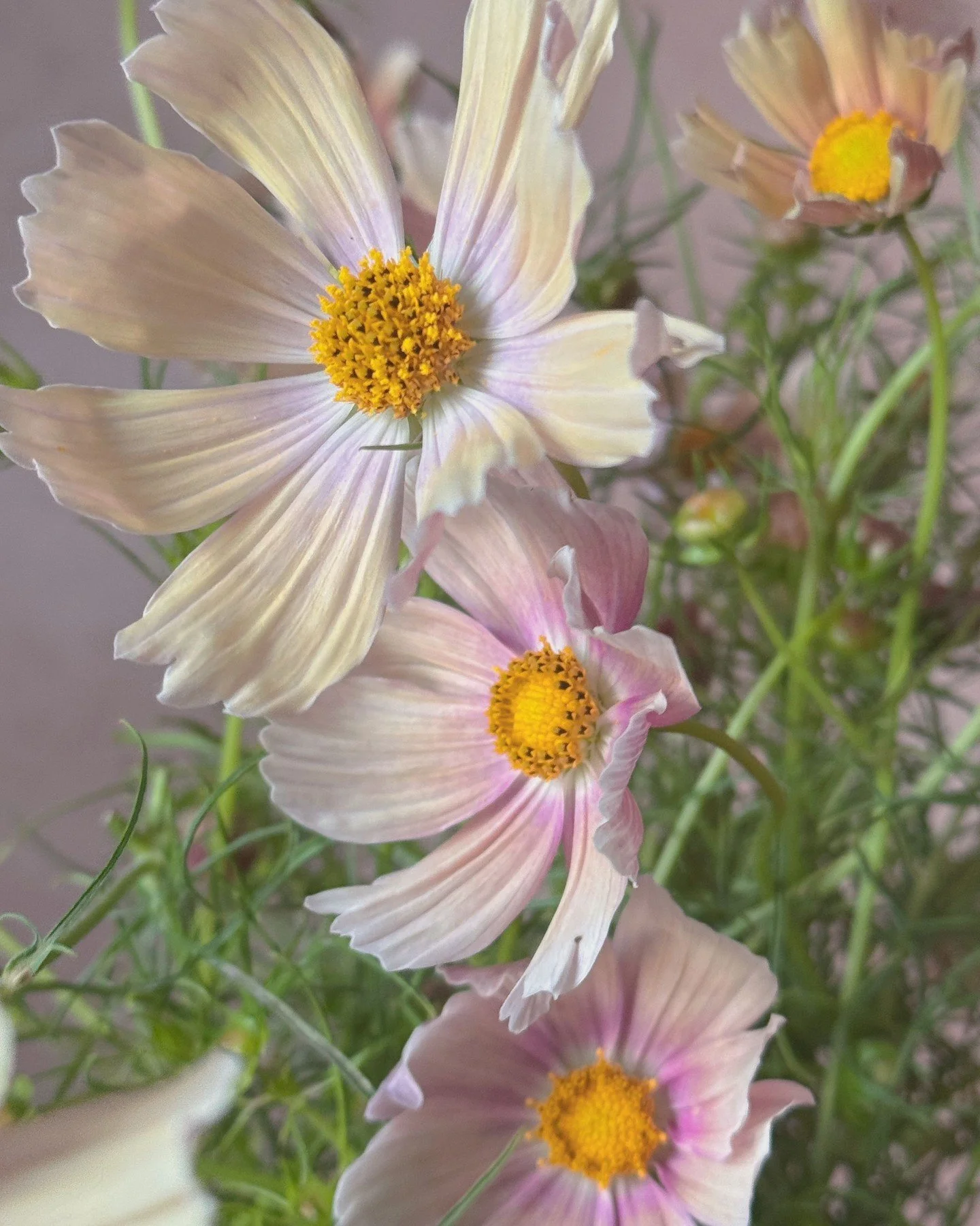 These &lsquo;Apricot Lemonade&rsquo; Cosmos were the best we have ever grown. The stems were towering over my demure stature of 5-foot-something, loaded with blooms, in the most gorgeous wash of watercolors. 

It also happened to be our worst selling