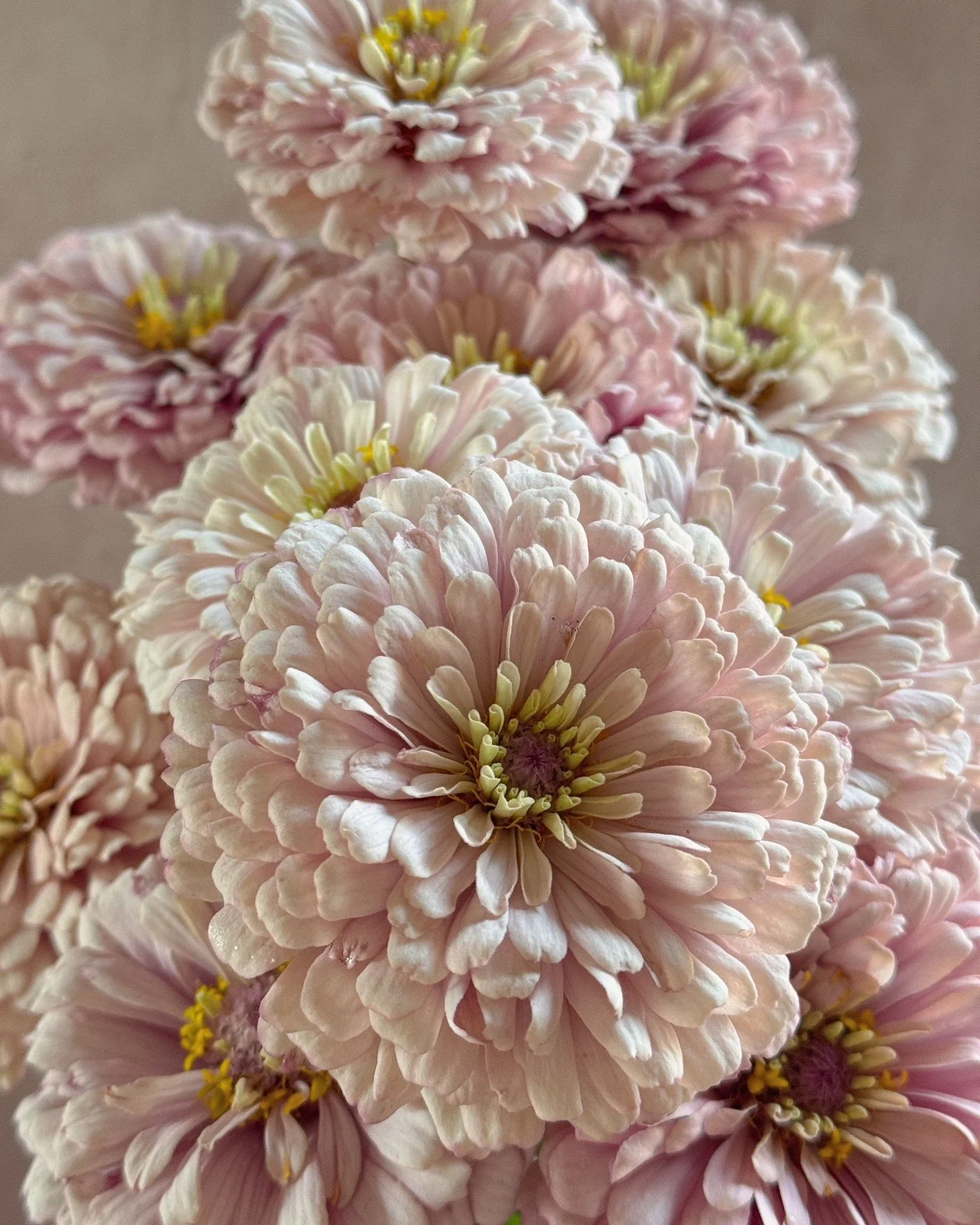When all the flowers are gone and we are slowly tilling the soil, adding compost and preparing for next spring, we like to revisit some of our favorite crops from the year. @dawncreekfarm has a yearly zinnia fundraiser sale and it&rsquo;s hard not to