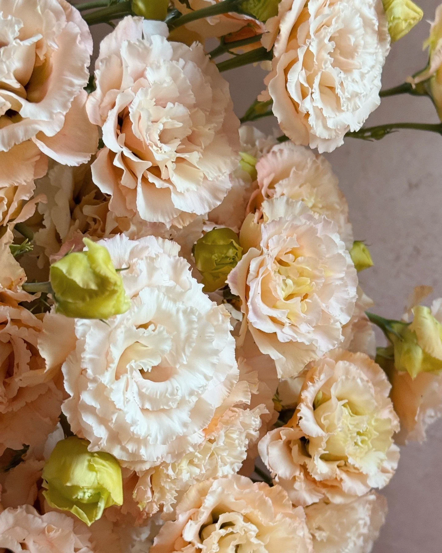Lisianthus &lsquo;Celeb Apricot&rsquo; with loads and loads of frilly petals
