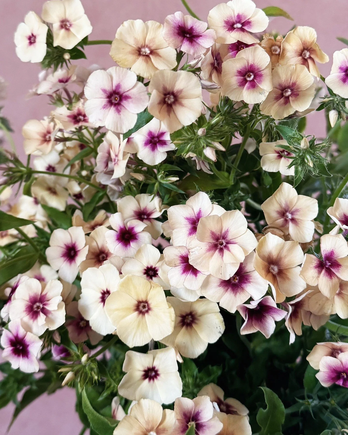 Another look at Phlox 'Cherry Caramel', a forever favorite.