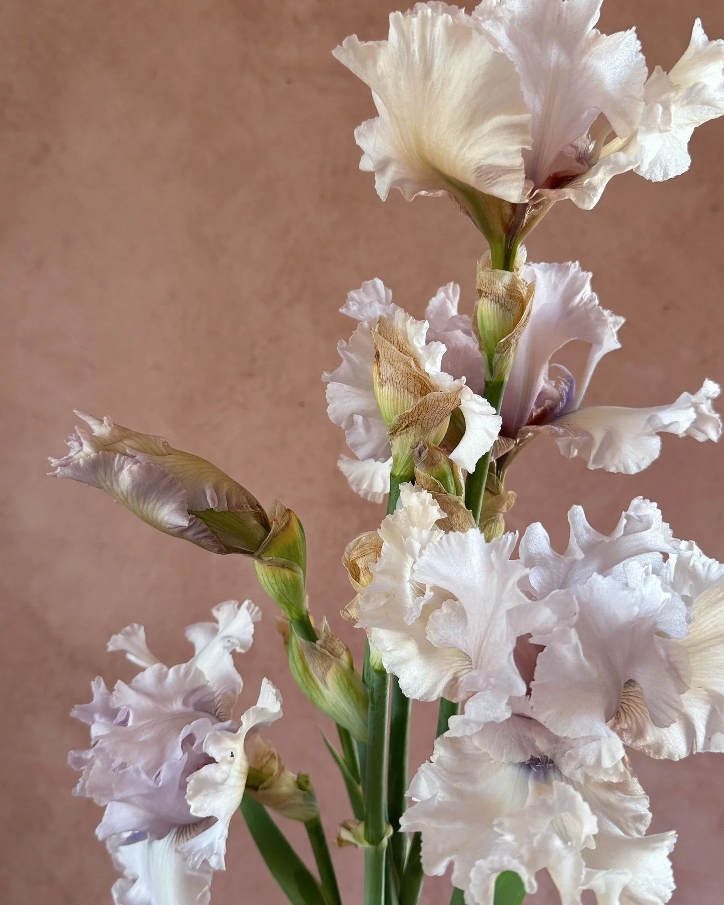 As we are cleaning up our irises and making room for new varieties we are looking back at some of the beauty from this year.  Bearded Iris 'Air Time' is prized for its exceptional bud count (a whoppin' 9 buds per stem!) with soft pinks and antiqued c
