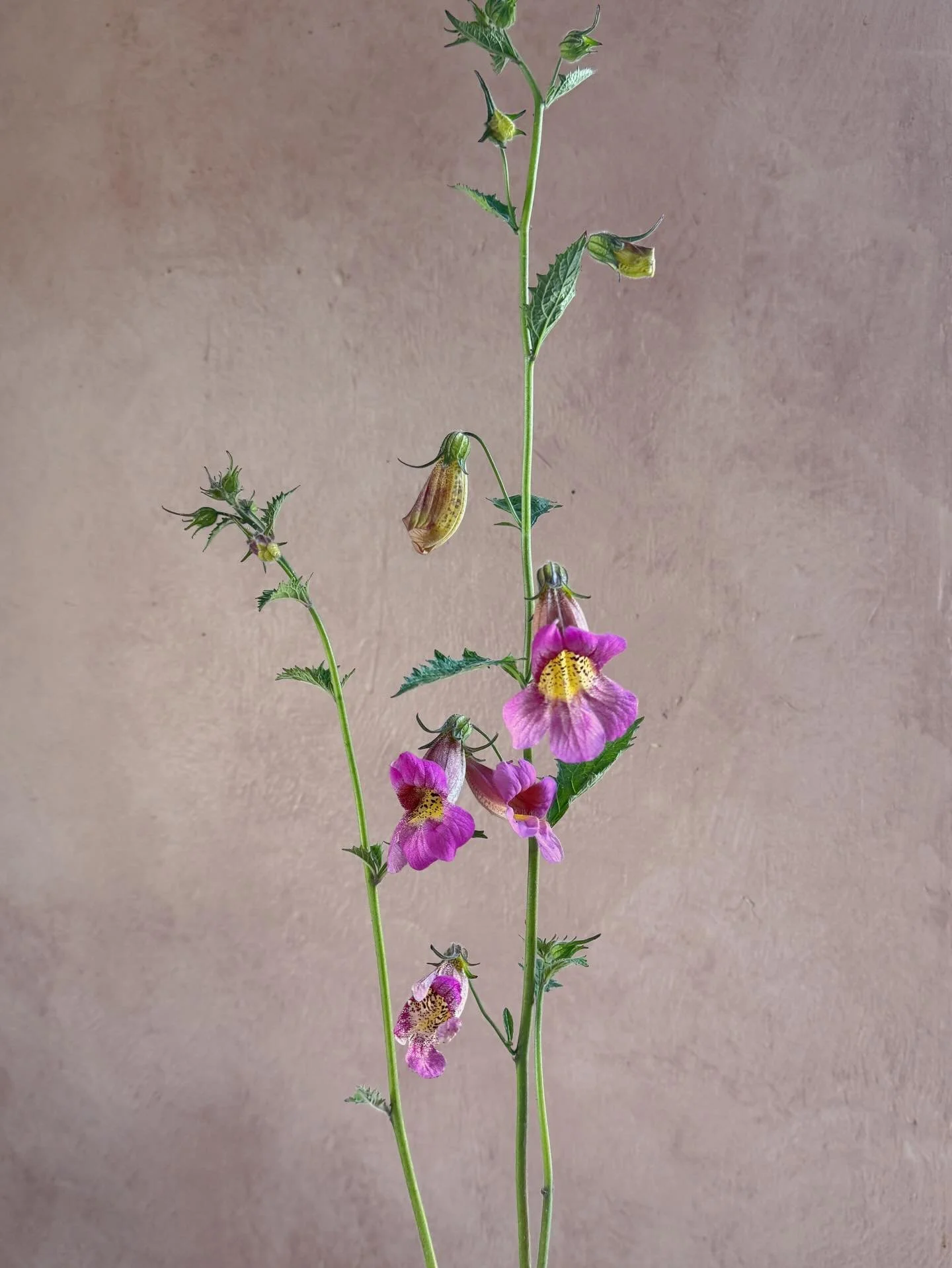 Rehmannia angulata (or Chinese Foxglove) was a stunning little spire that we planted in our gardens this year. A summer beauty with pizzazz, a juicy raspberry color, and a little sass with the almost-animal print on the back. Adorable. The flowers we
