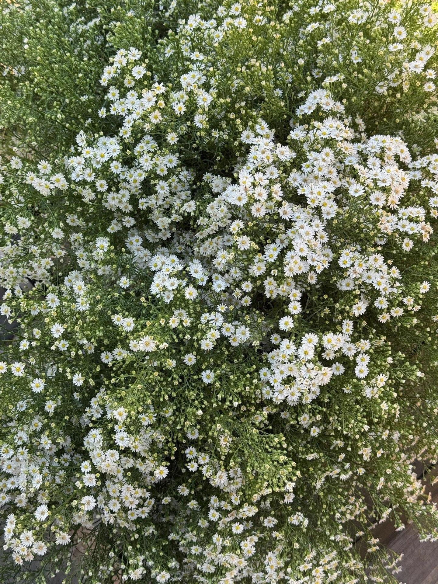 Aster &lsquo;Pearla&rsquo; was an absolutely delightful shrub that we grew for the first time last year.  A first year flowering cutie that blooms in the fall on 2+ foot stems. The vase life is pretty outstanding in the cooler, over a week.  And the 