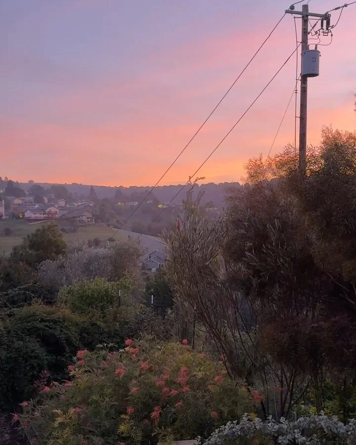 Tomorrow! Our Winter Plant Sale will be available for preview! Sign up for our newsletter for more info, all links in bio.