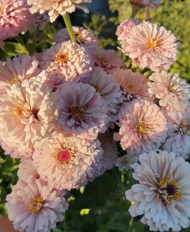 Literally never enough of this insane beauty @dawncreekfarm