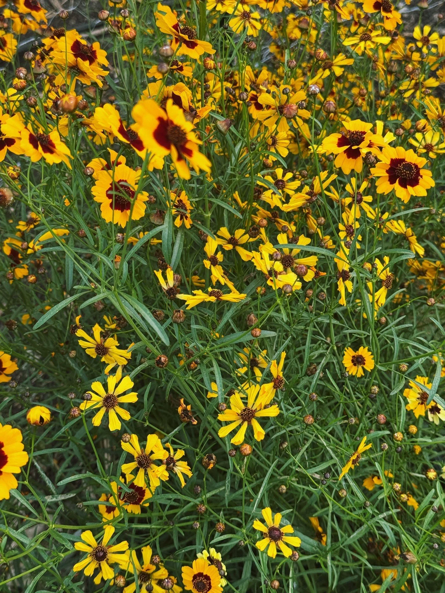 A riot of Coreopsis &lsquo;Sea Shells Gold&rsquo; from @jig_bee  flower farm. We are getting ready to sow her again for summer.
