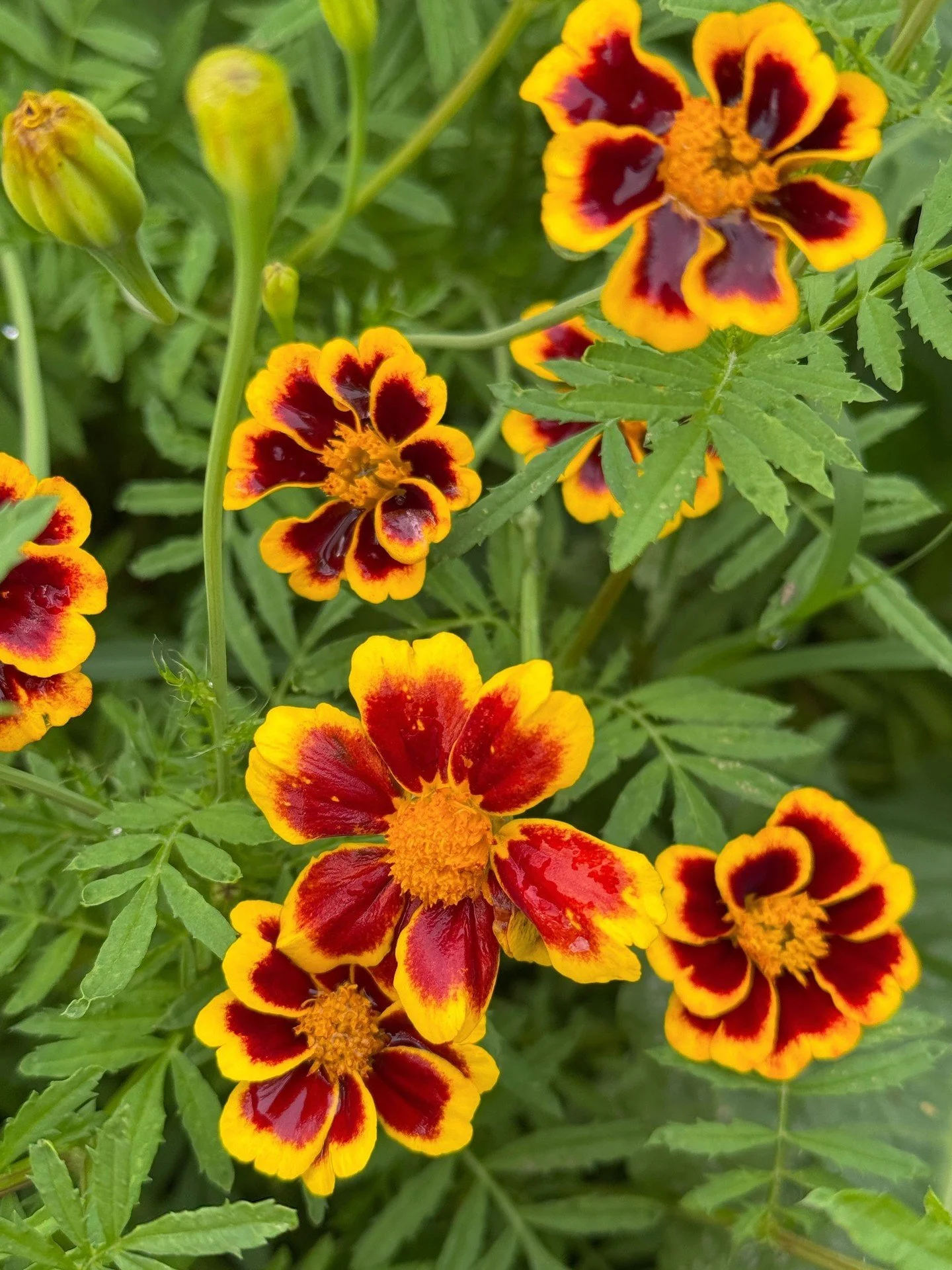 A little love letter to the chaos of Tagetes patula &lsquo;Frances Choice&rsquo;