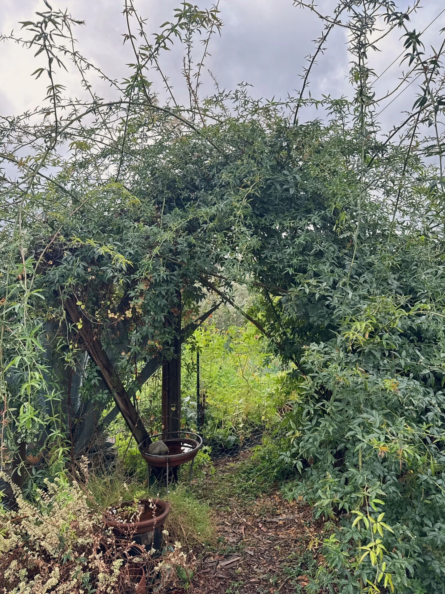Little scenes from our autumn gardens, where we slowly go from overgrowth, abundance and tangles to, in a sense, scorched earth. Barely pausing, we flow right into the massive undertaking of pulling out old, tired summer crops, pulling in loads of co
