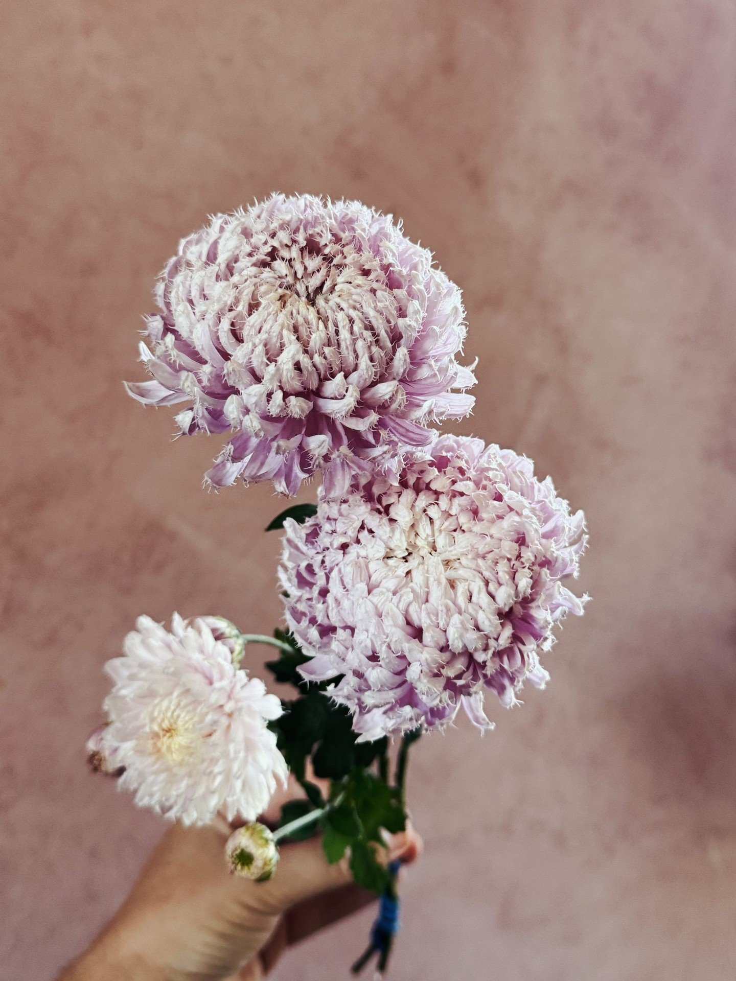 Everyone&rsquo;s Chrysanthemum catalogs has descended upon us, if you&rsquo;re like me, its very hard not to &ldquo;add all to cart&rdquo;. Here are three new additions to our mum collection that we trialed last year, to enable your mum-lovin&rsquo; 