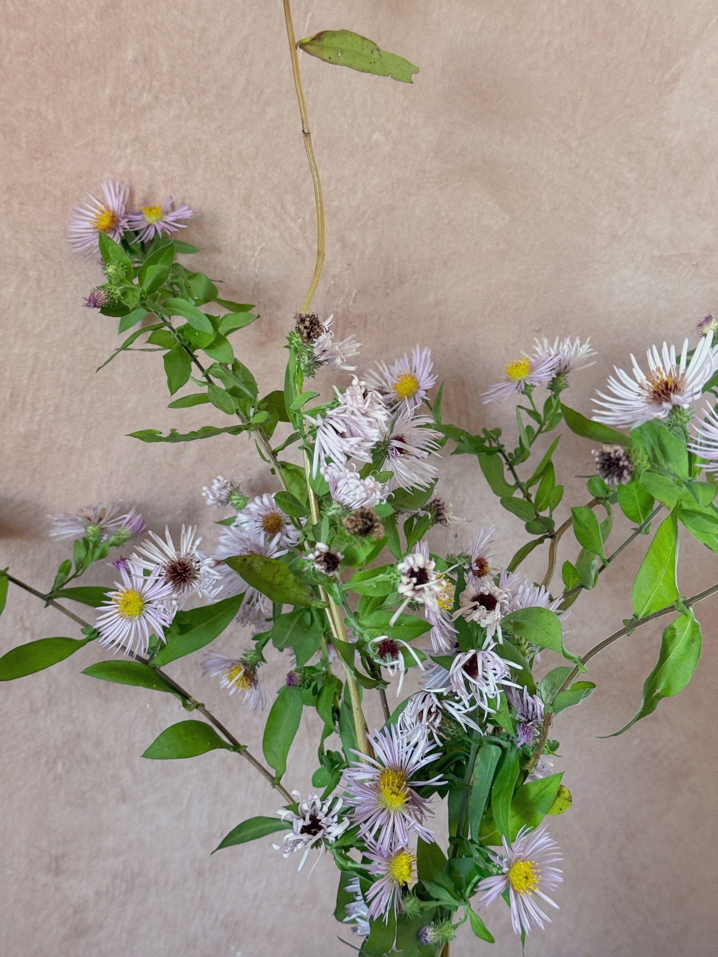 I get excited about certain words when I&rsquo;m looking at new plants. &ldquo;Crawling&rdquo;, &ldquo;creeper&rdquo;, &ldquo;clematis-like&rdquo;, &ldquo;mingles&rdquo;. This was offered by Brushwood Nursery, a place that I have given a lot of my mo