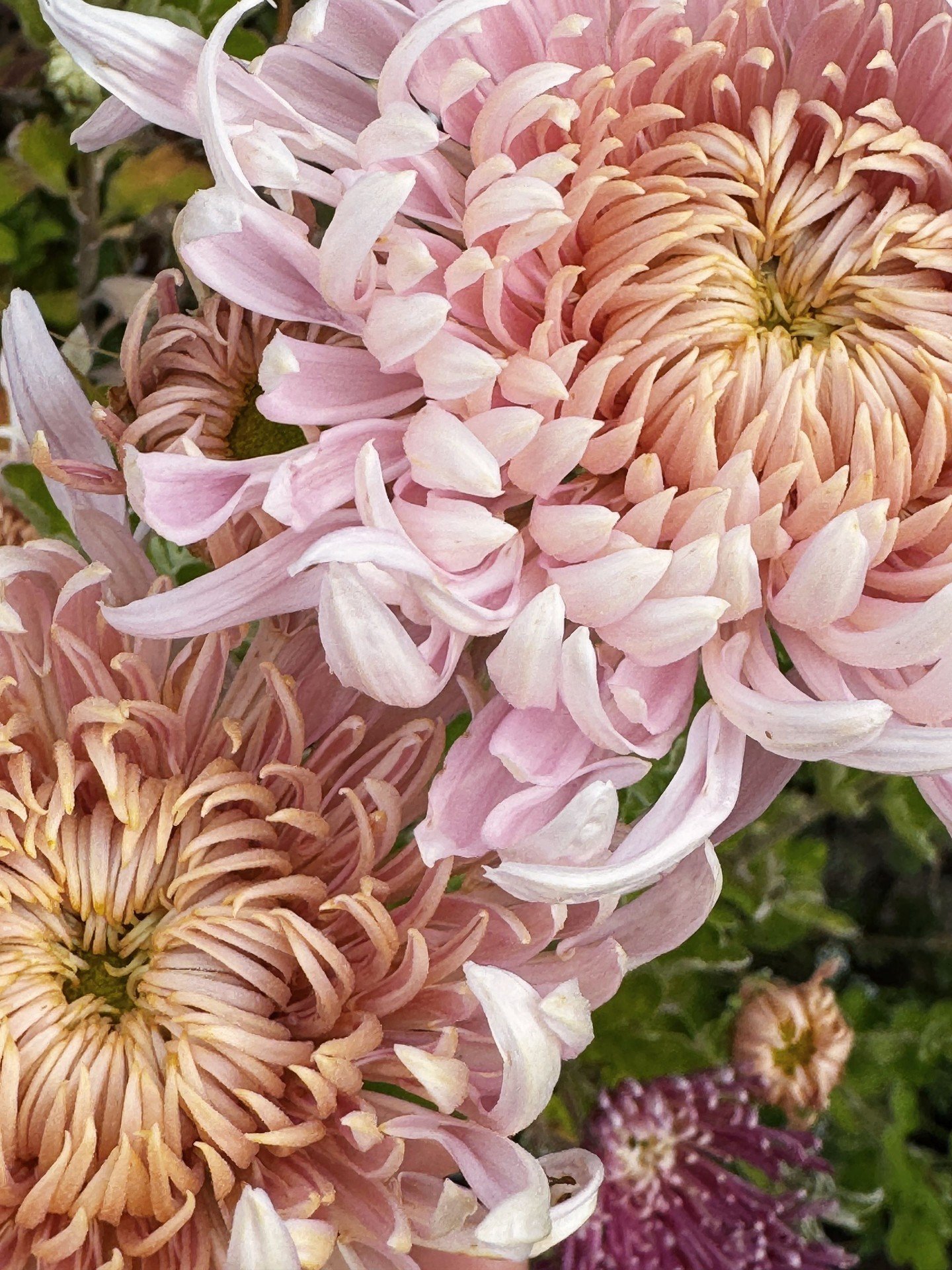 Mum szn, came and went faster than we have experienced in past seasons.  Everything bloomed early last year and early rains took out what was left.  We have left our mums in the ground for the past 4 years and this year it was very apparent that it w