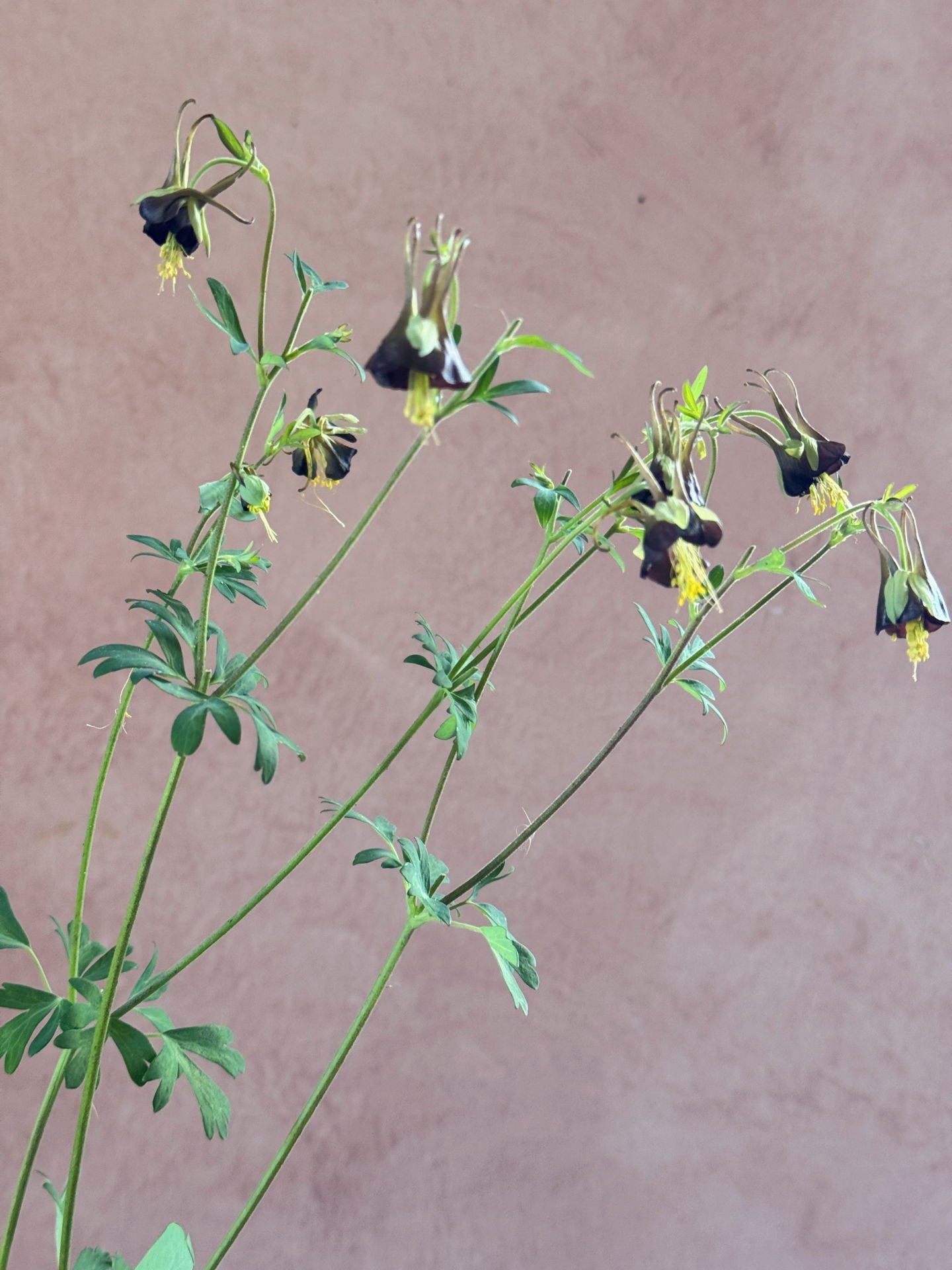 Aquilegia viridiflora or Columbine 'Chocolate Soldier' a gift from @pucksgarden. It&rsquo;s the happiest aquilegia I&rsquo;ve grown, with loads of growth and loads of blooms.