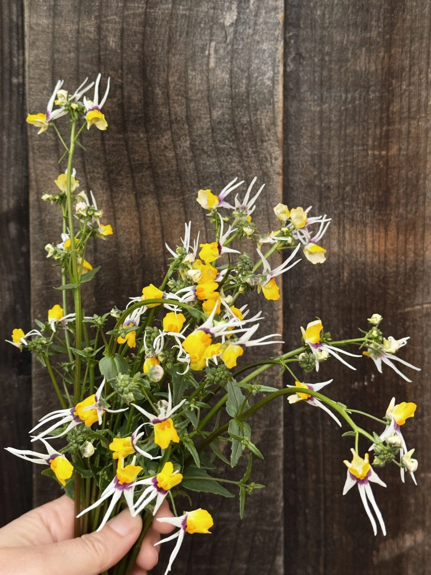 Let&rsquo;s dive into some new trials for spring that are blooming already! 

Nemesia cheiranthus 'Masquerade' is the most magical little bloom. We have been observing vase life, stem length and growth habit and have been really pleasantly surprised!