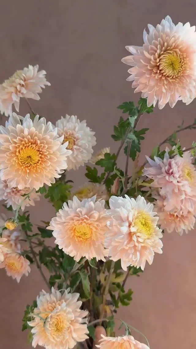 A little heartbreaker, Chrysanthemum &lsquo;Seaton&rsquo;s Je&rsquo;dore&rsquo;