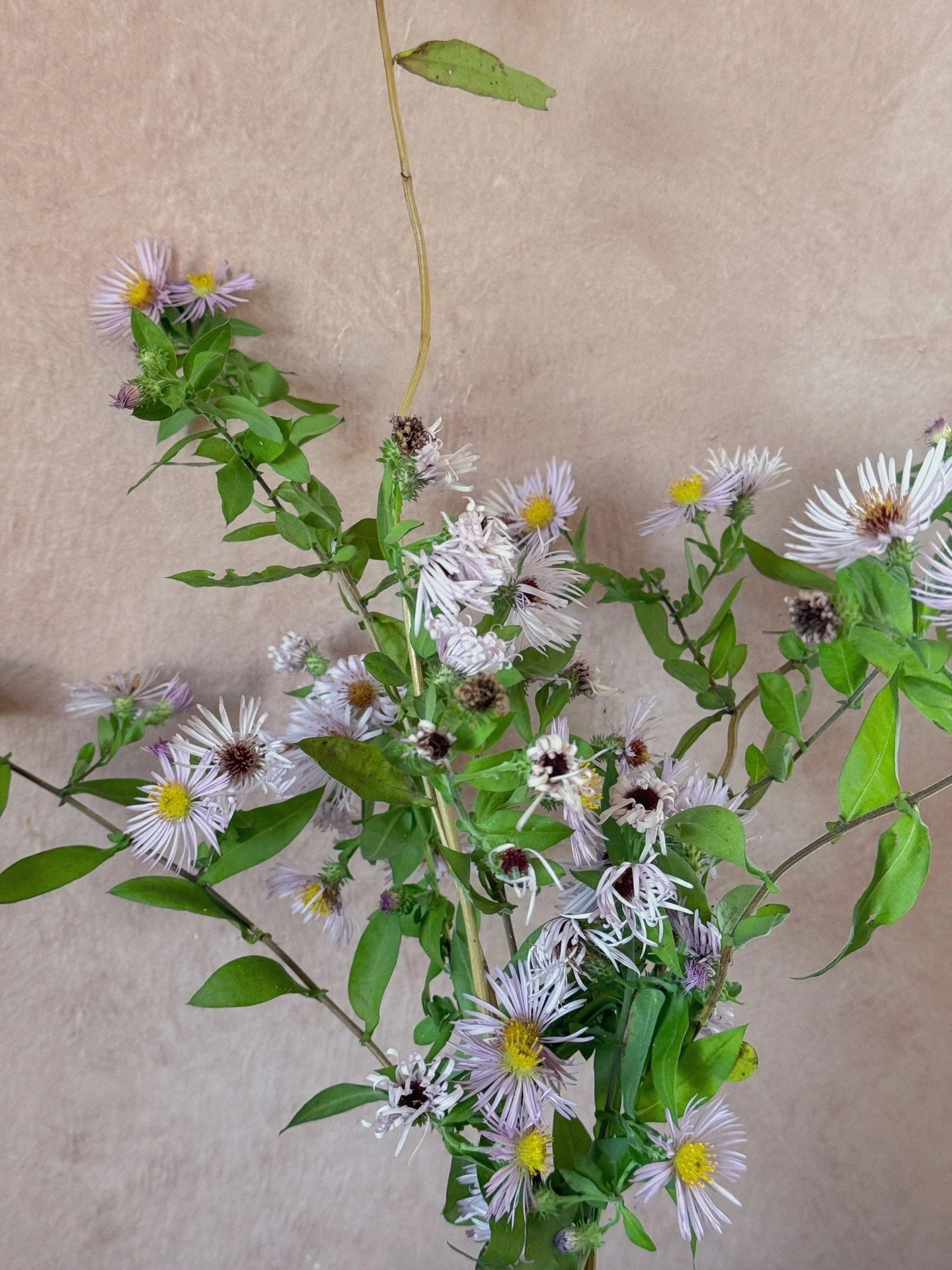 I get excited about certain words when I&rsquo;m looking at new plants. &ldquo;Crawling&rdquo;, &ldquo;creeper&rdquo;, &ldquo;clematis-like&rdquo;, &ldquo;mingles&rdquo;. This was offered by Brushwood Nursery, a place that I have given a lot of my mo