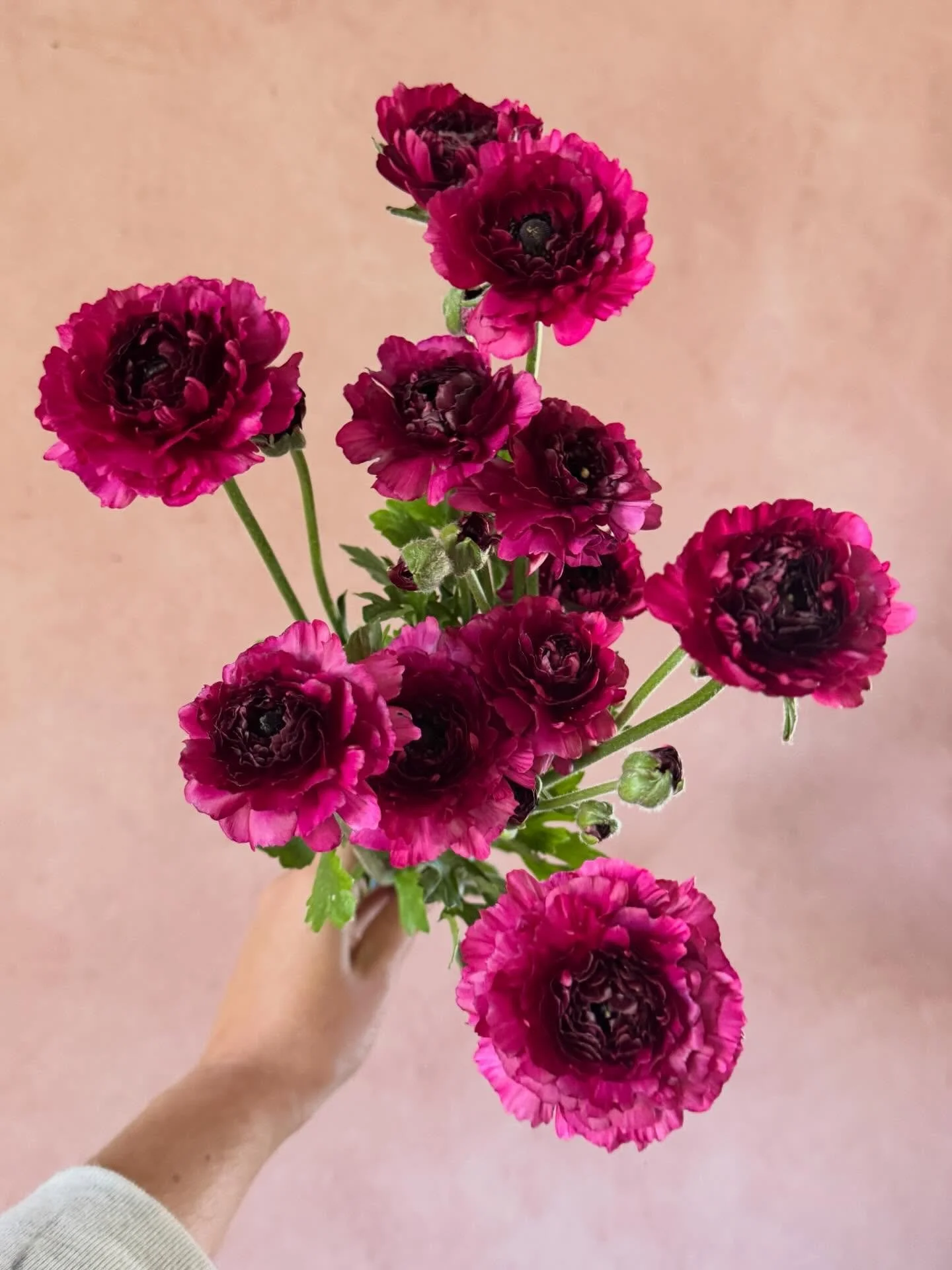 A lovely new intro this year, a part of the Brushmark series (Galthie, Seti and Cesar) here is Ranunculus Braga. Boasting a 10 day vase life, lovely deep plum color and so many ruffles.  I want to pair her with everything, coppers, oranges and blues 