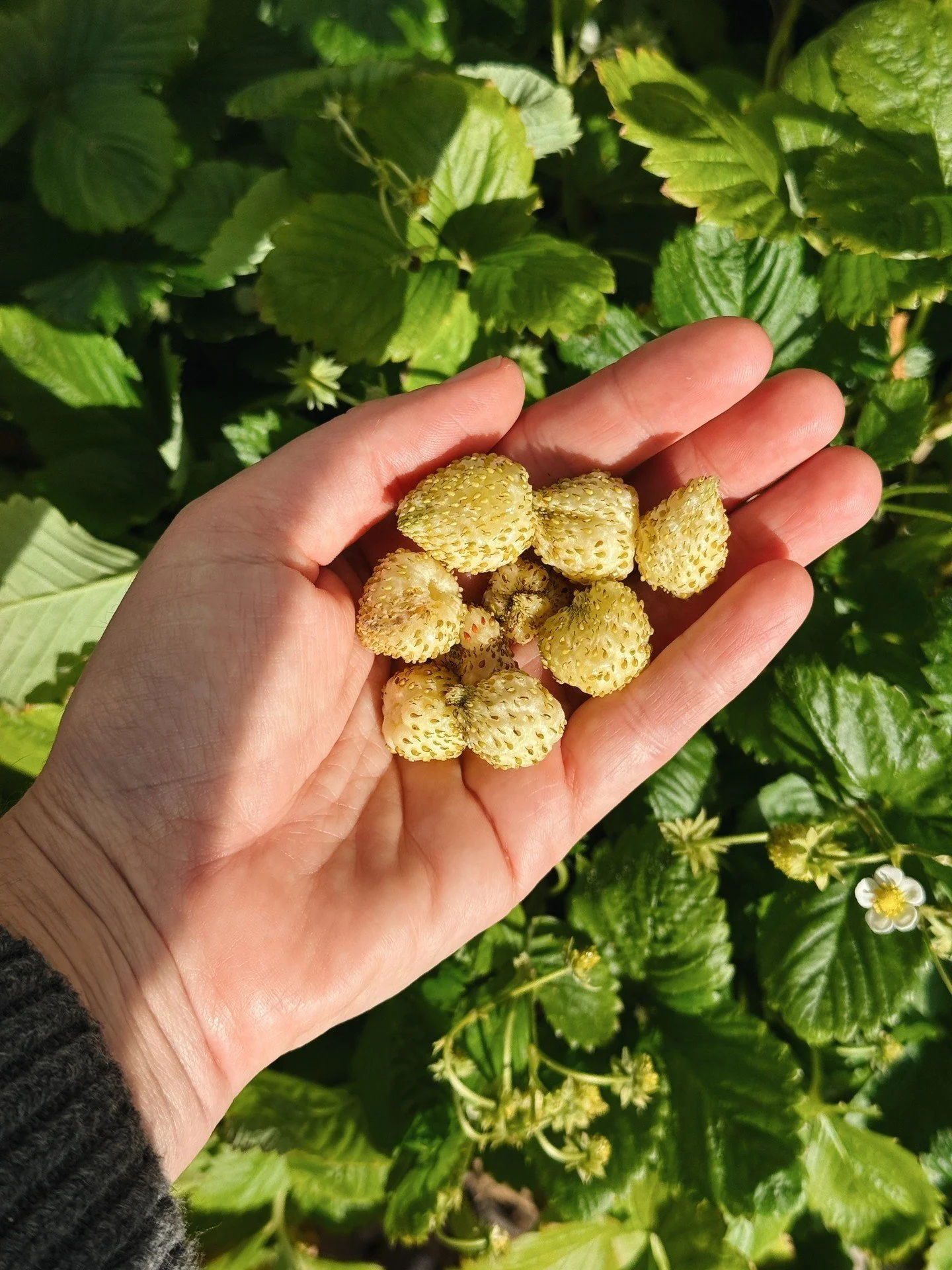 Winter scenes at the ol&rsquo; BG. Alpine strawberries, flowering cherry blossoms, golden hour galore.