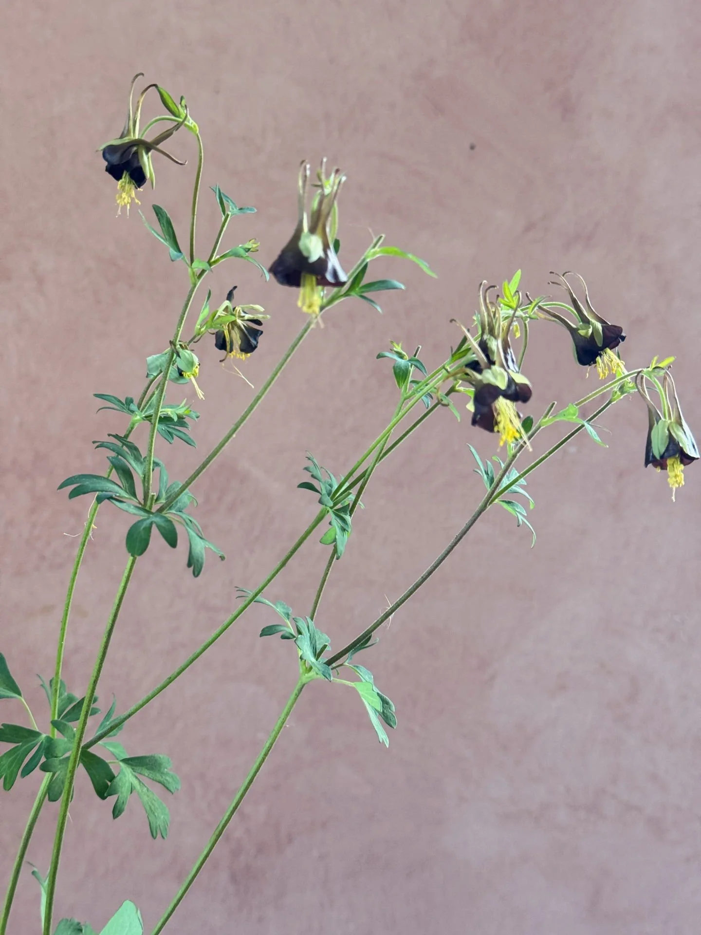 Aquilegia viridiflora or Columbine 'Chocolate Soldier' a gift from @pucksgarden. It&rsquo;s the happiest aquilegia I&rsquo;ve grown, with loads of growth and loads of blooms.