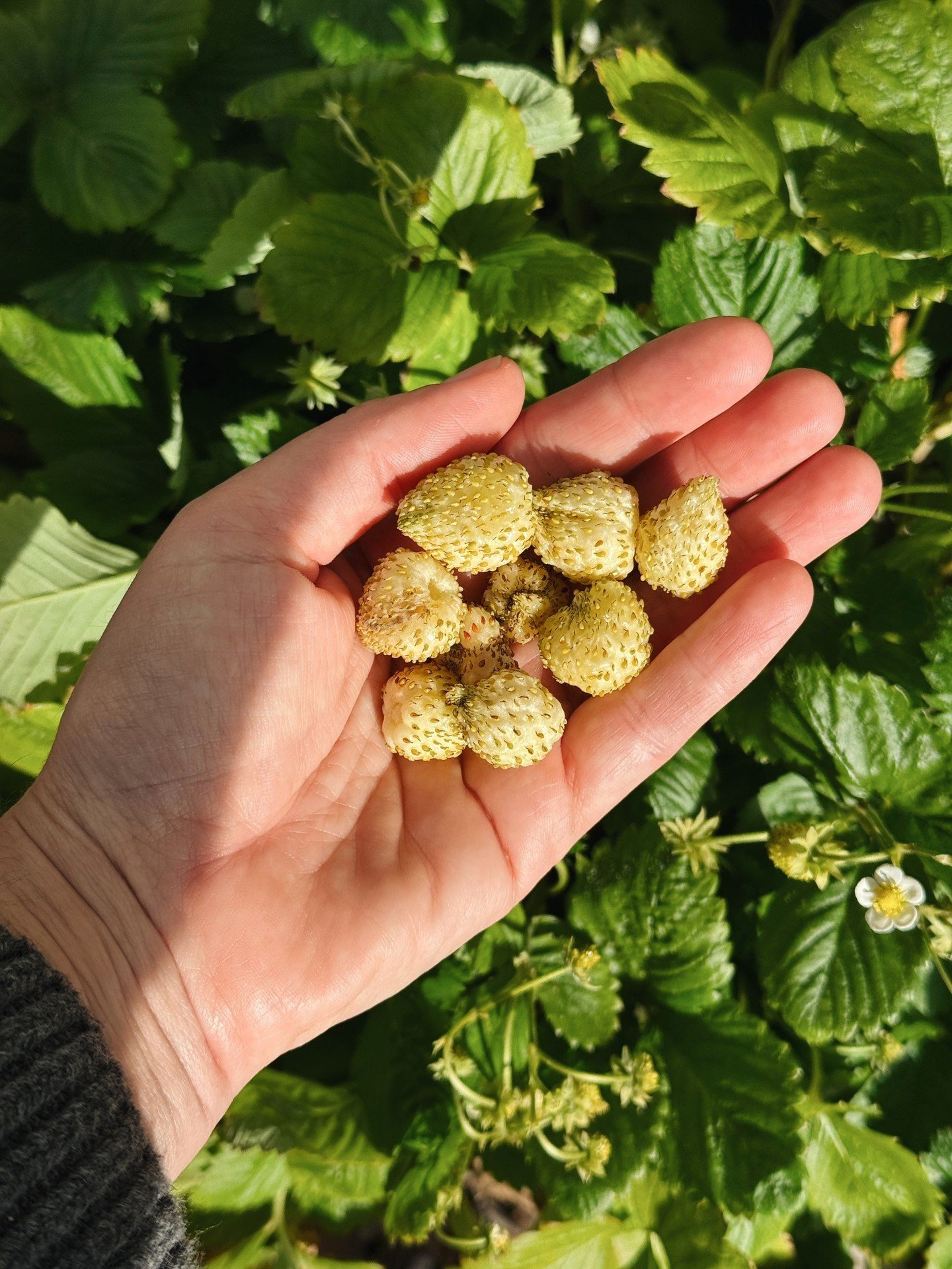 Winter scenes at the ol&rsquo; BG. Alpine strawberries, flowering cherry blossoms, golden hour galore.