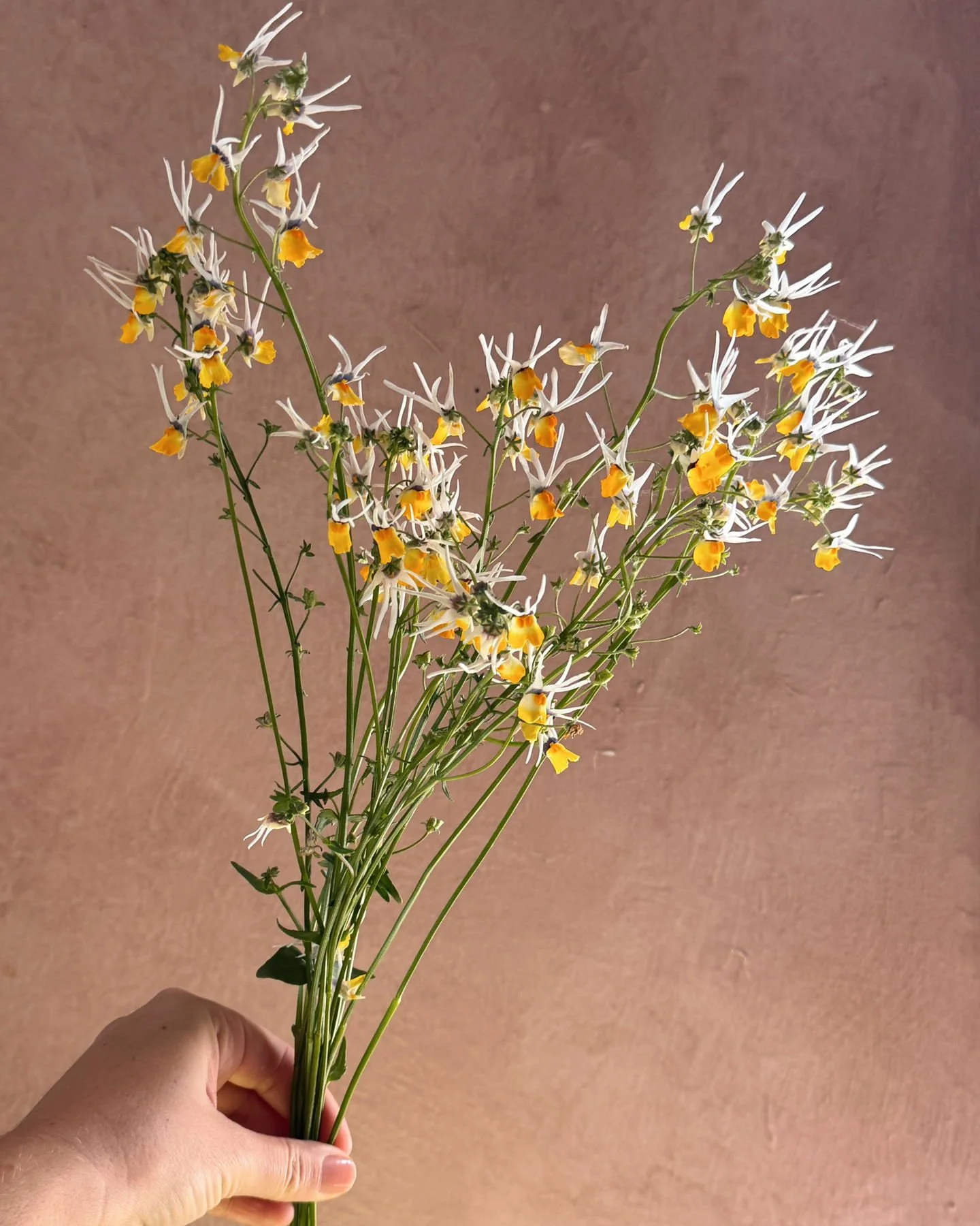 Nemesia cheiranthus 'Masquerade'  was a lovely little bloomer.