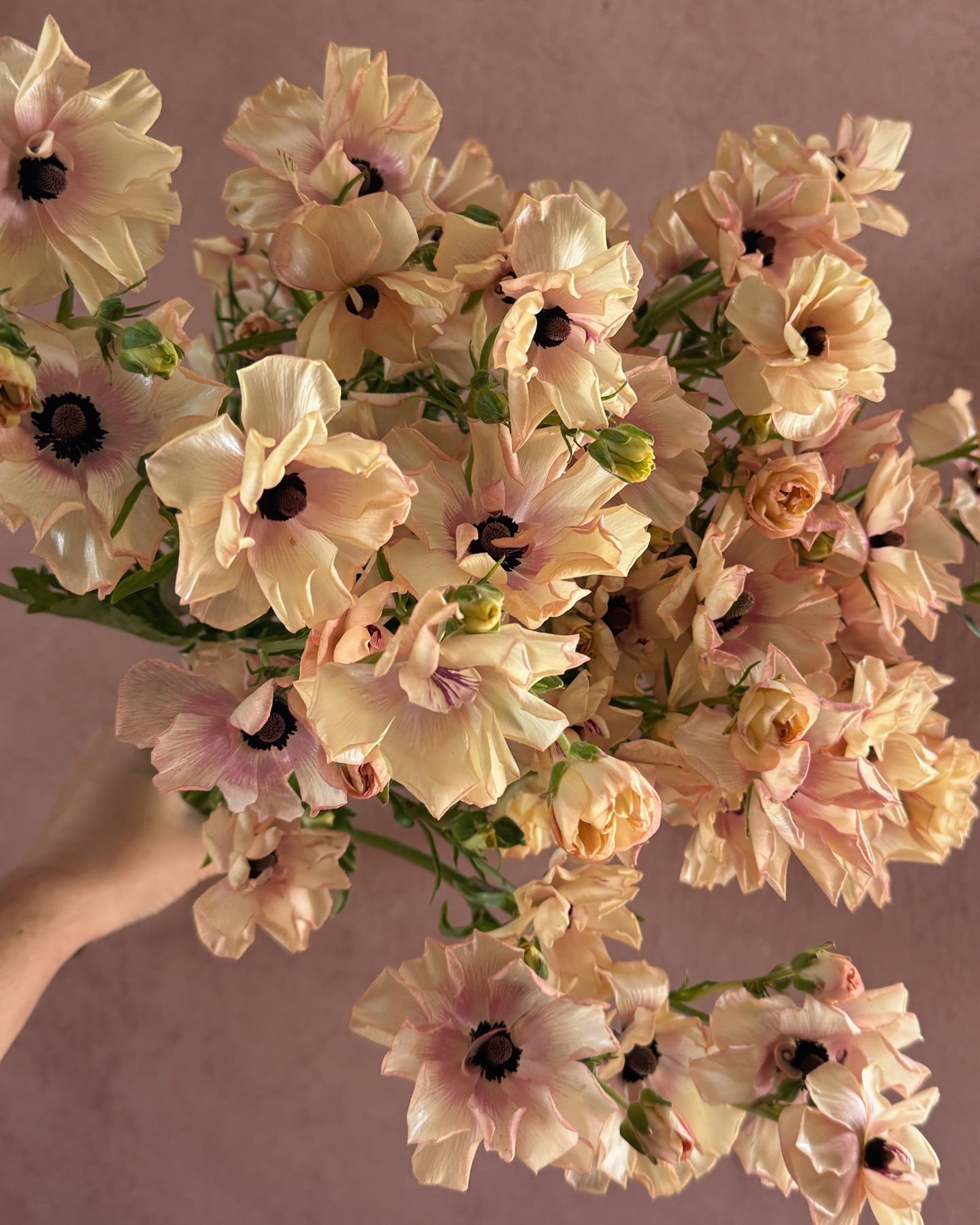 Butterfly Ranunculus 'Hestia'