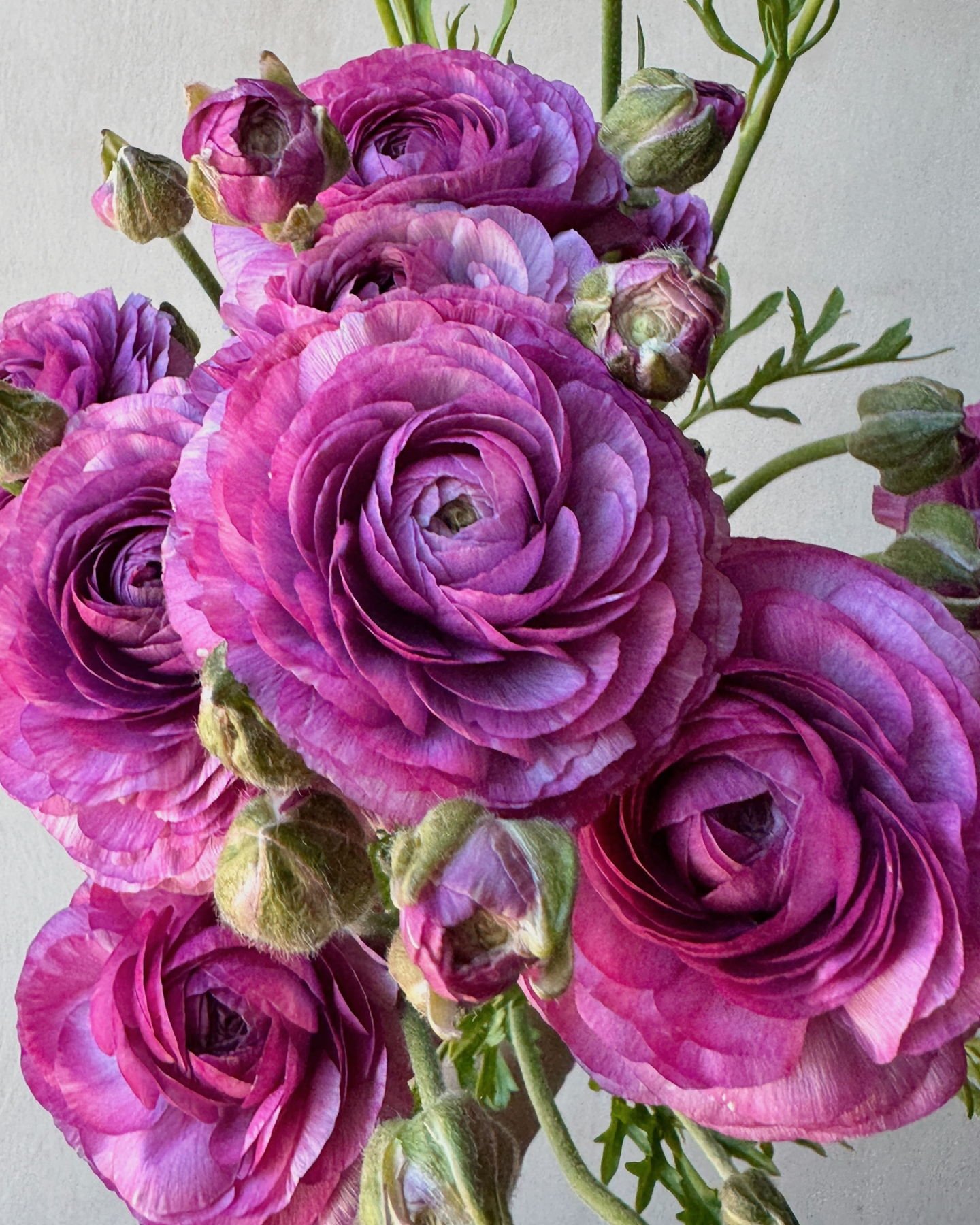 Ranunculus 'Romance Loubeyres'