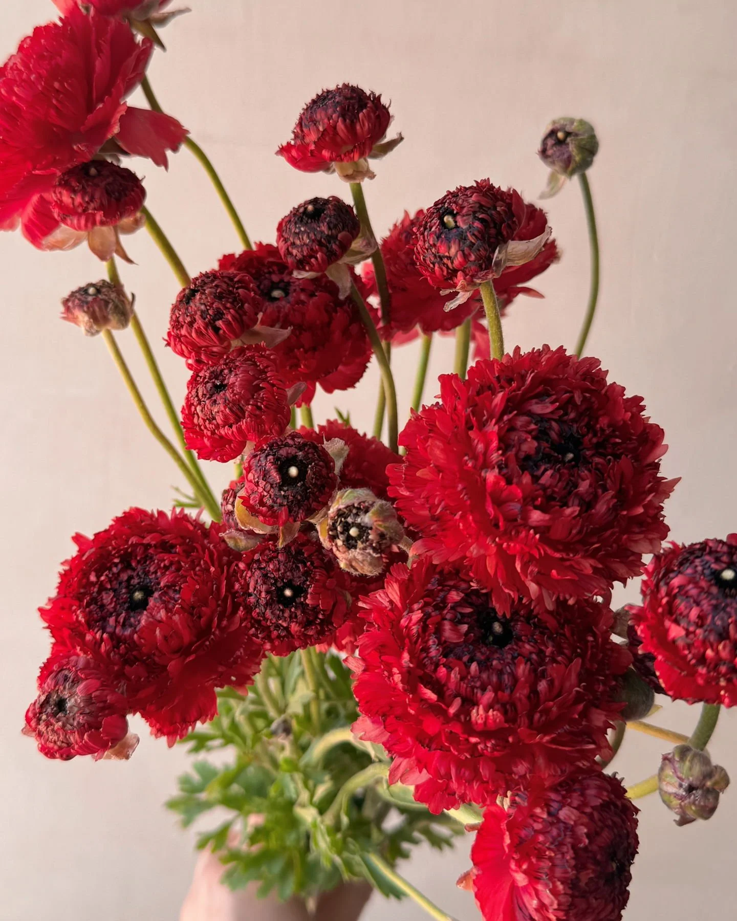 Ranunculus Poodle Chaouen II