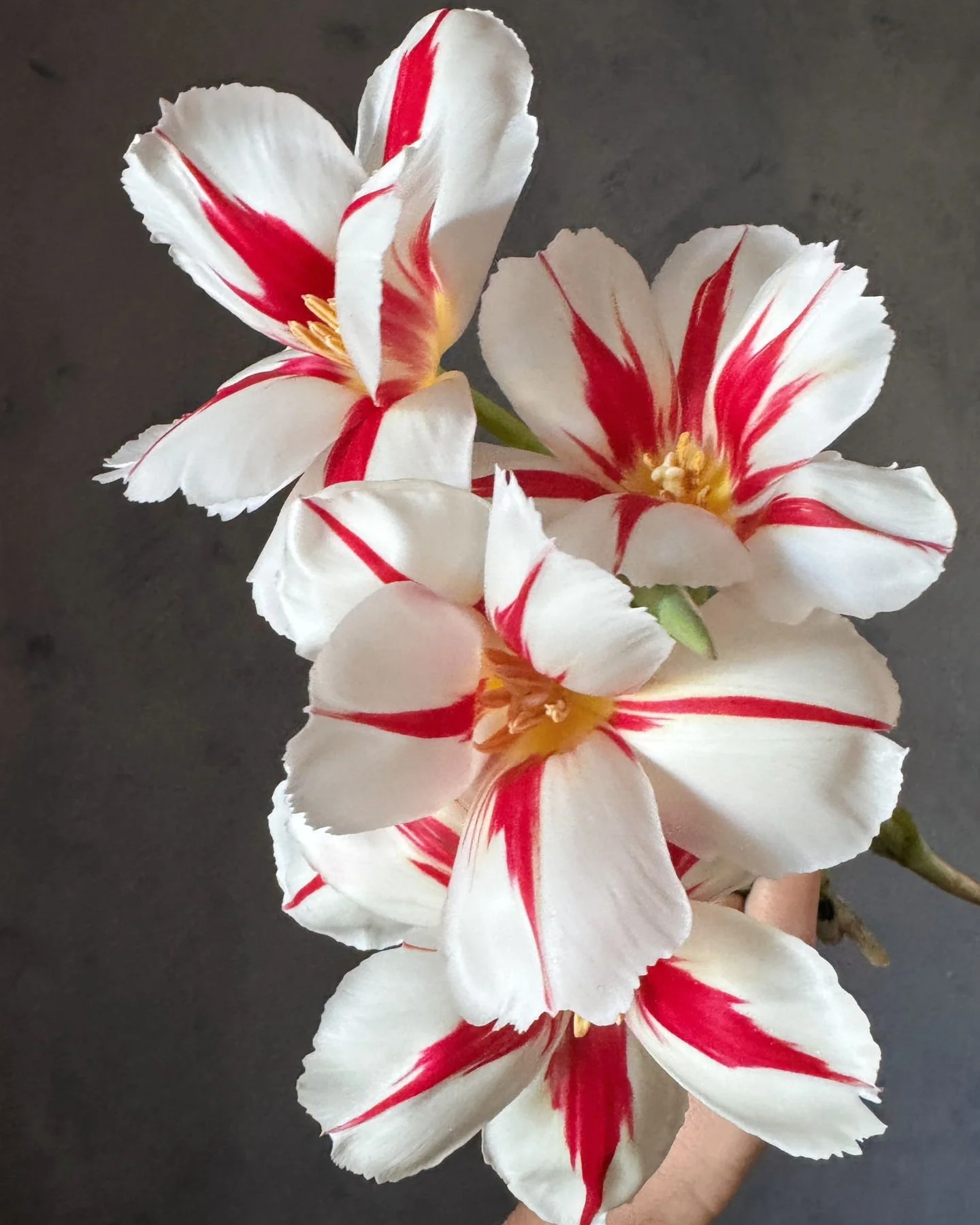 Tulip 'Happy Generation'