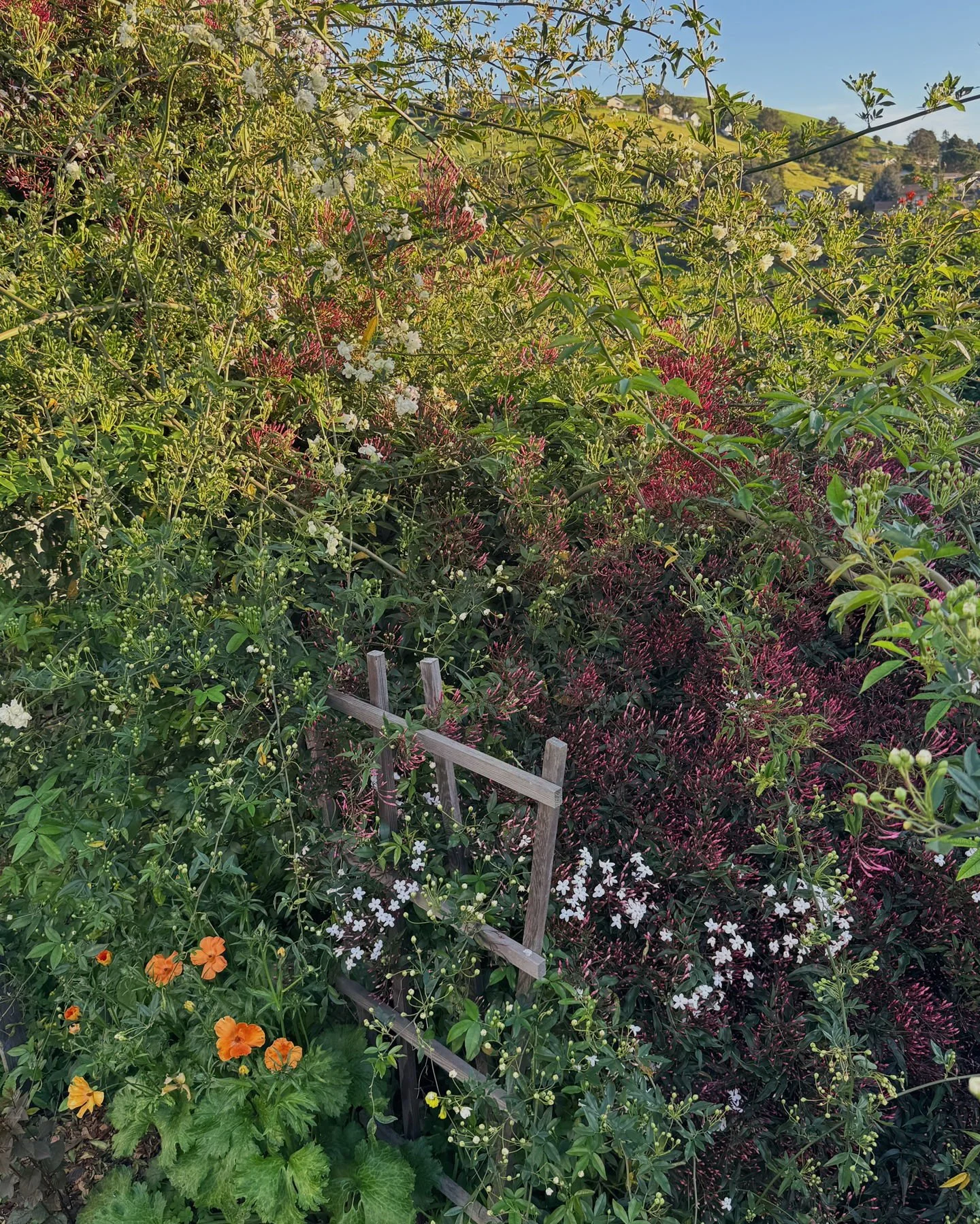 Before the explosion of Jasmine and Lady Banks