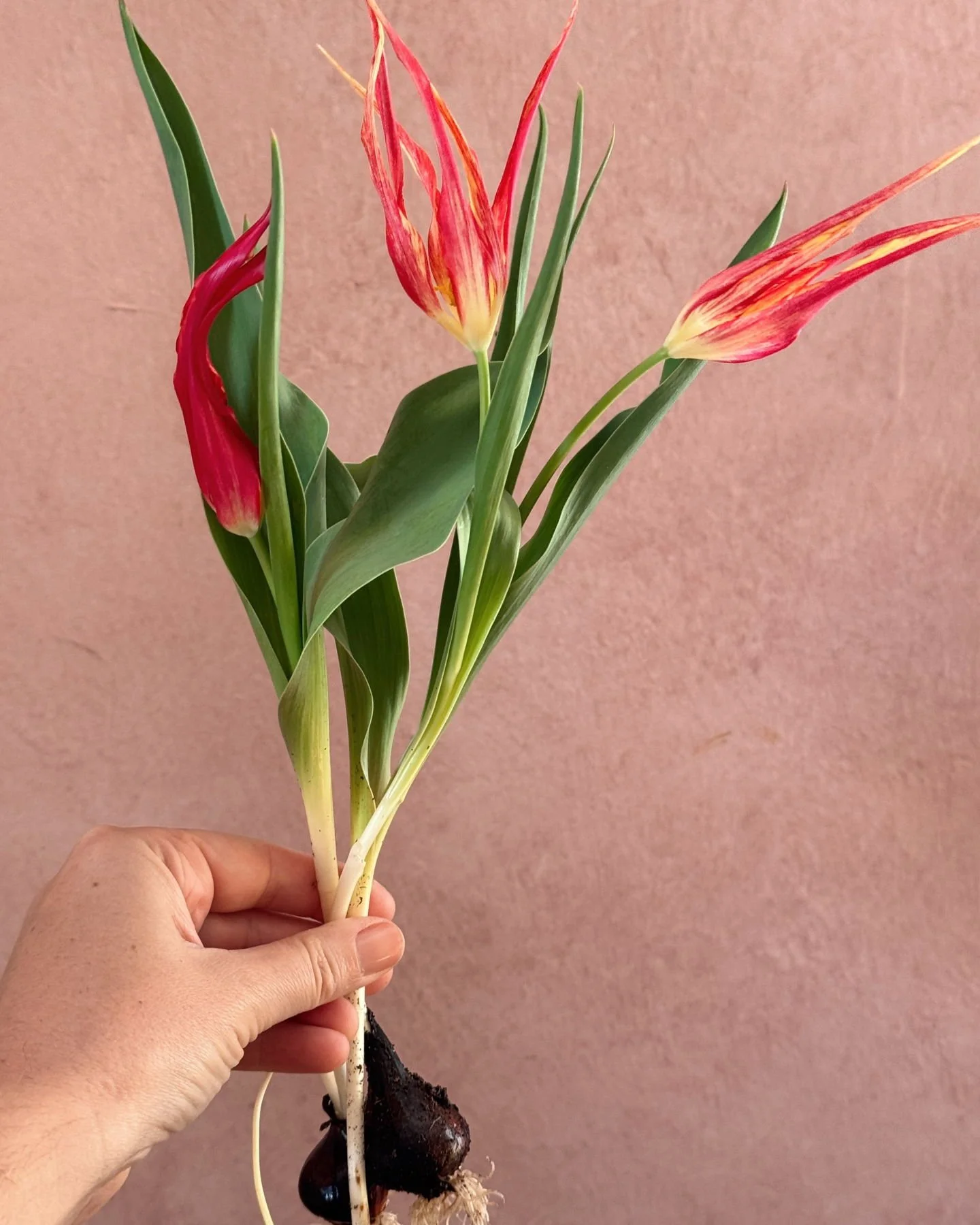 the most divine, Tulipa acuminata