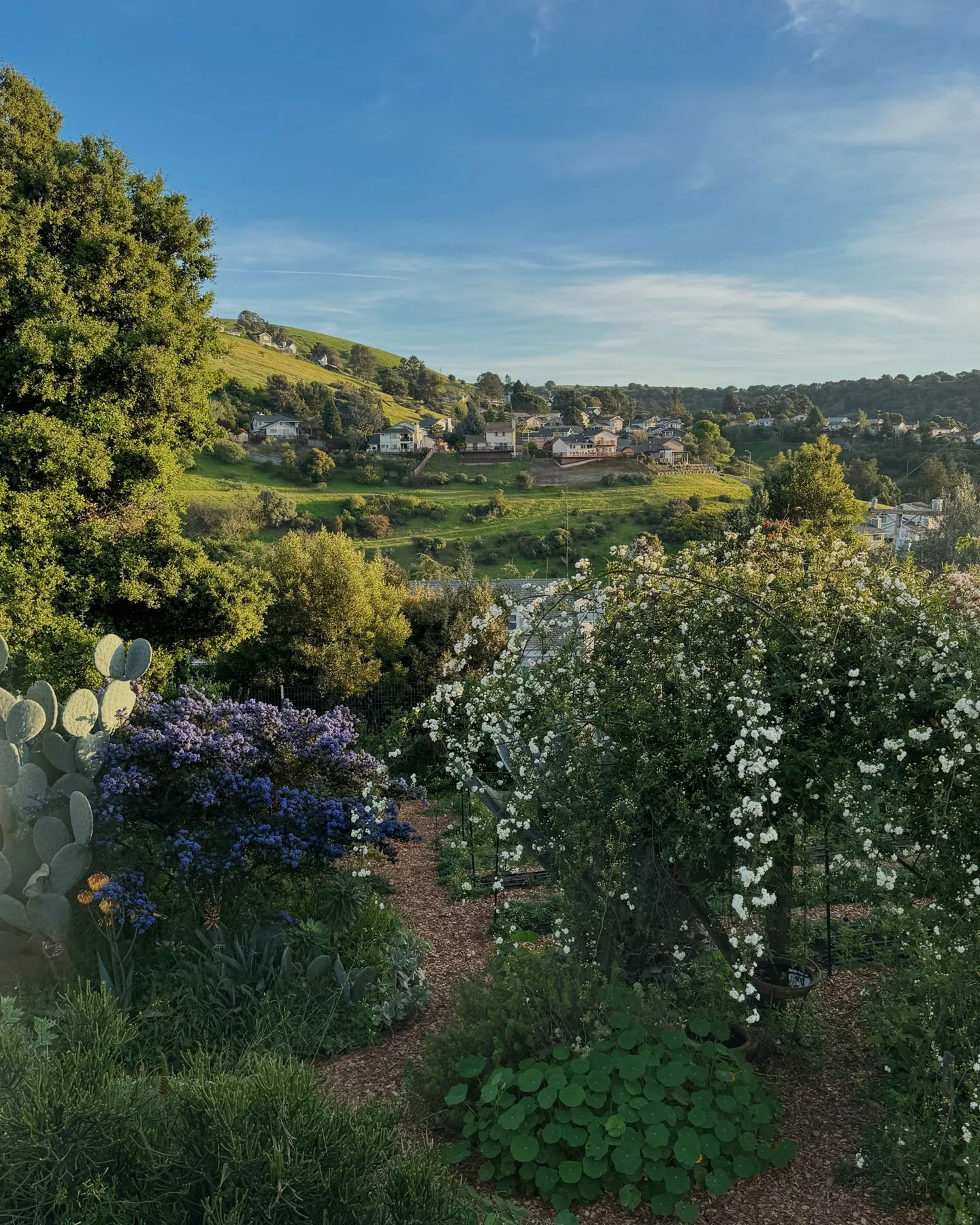 Ceanothus and Lady Banks plans their duet every year. Everything feels alive, lush and vibrant all around us.