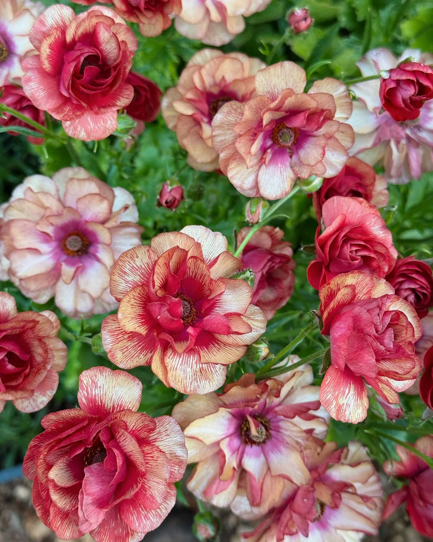 Butterfly Ranunculus 'Musa'