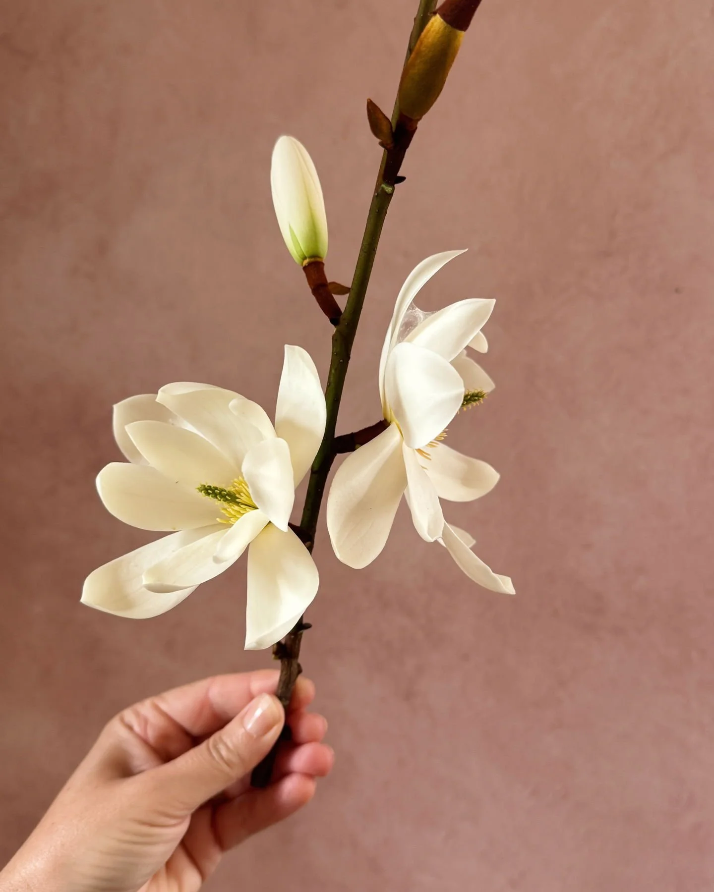 First blooms from the heady Michelia (Magnolia) 'Fairy Cream'