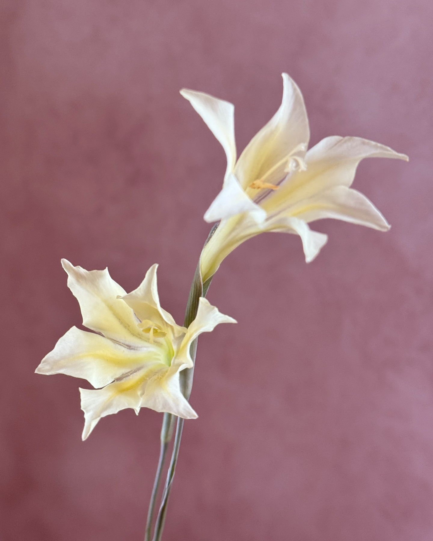 Gladiolus tristis, our most darling glad.