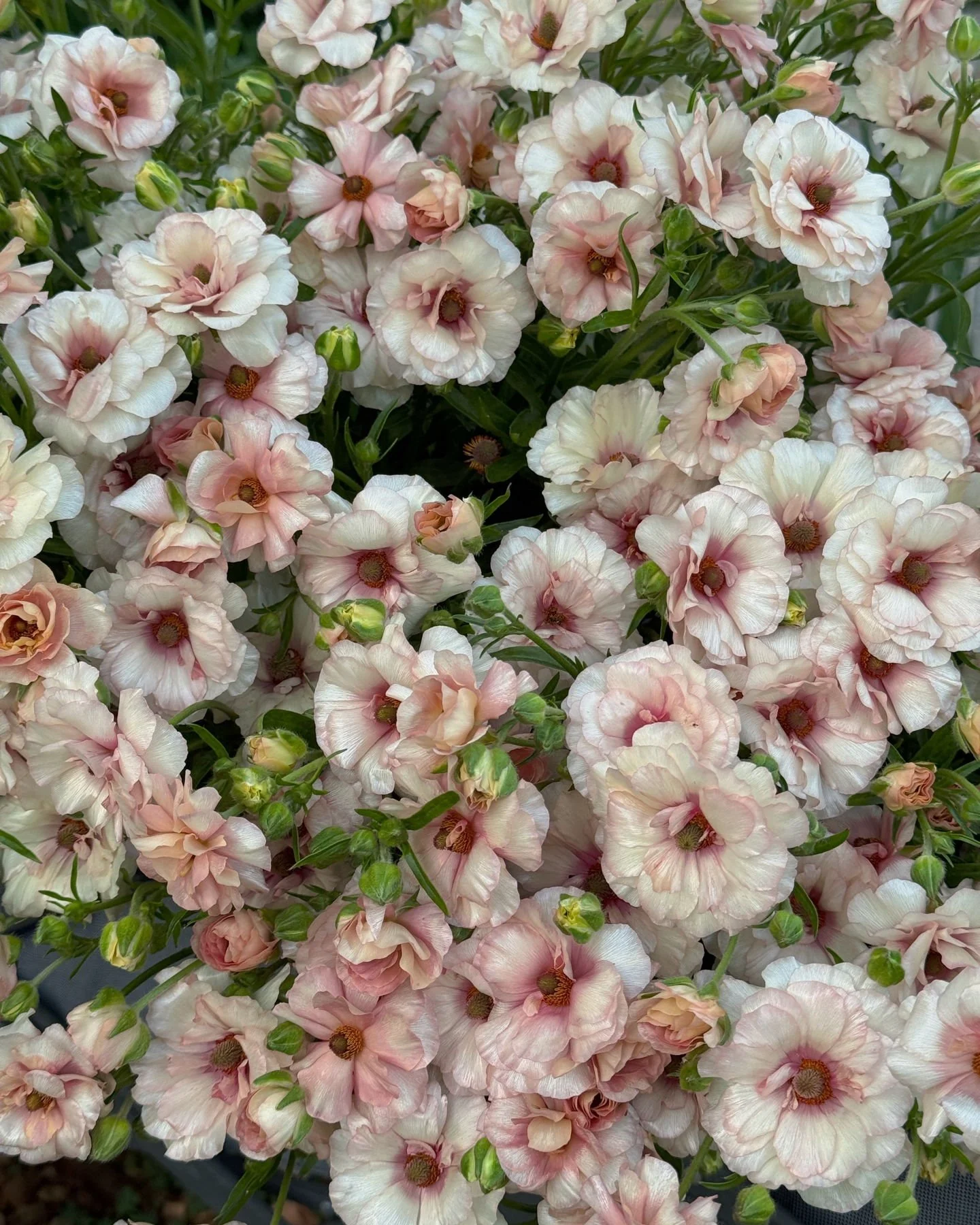 Goddess herself, Butterfly Ranunculus 'Ariadne'