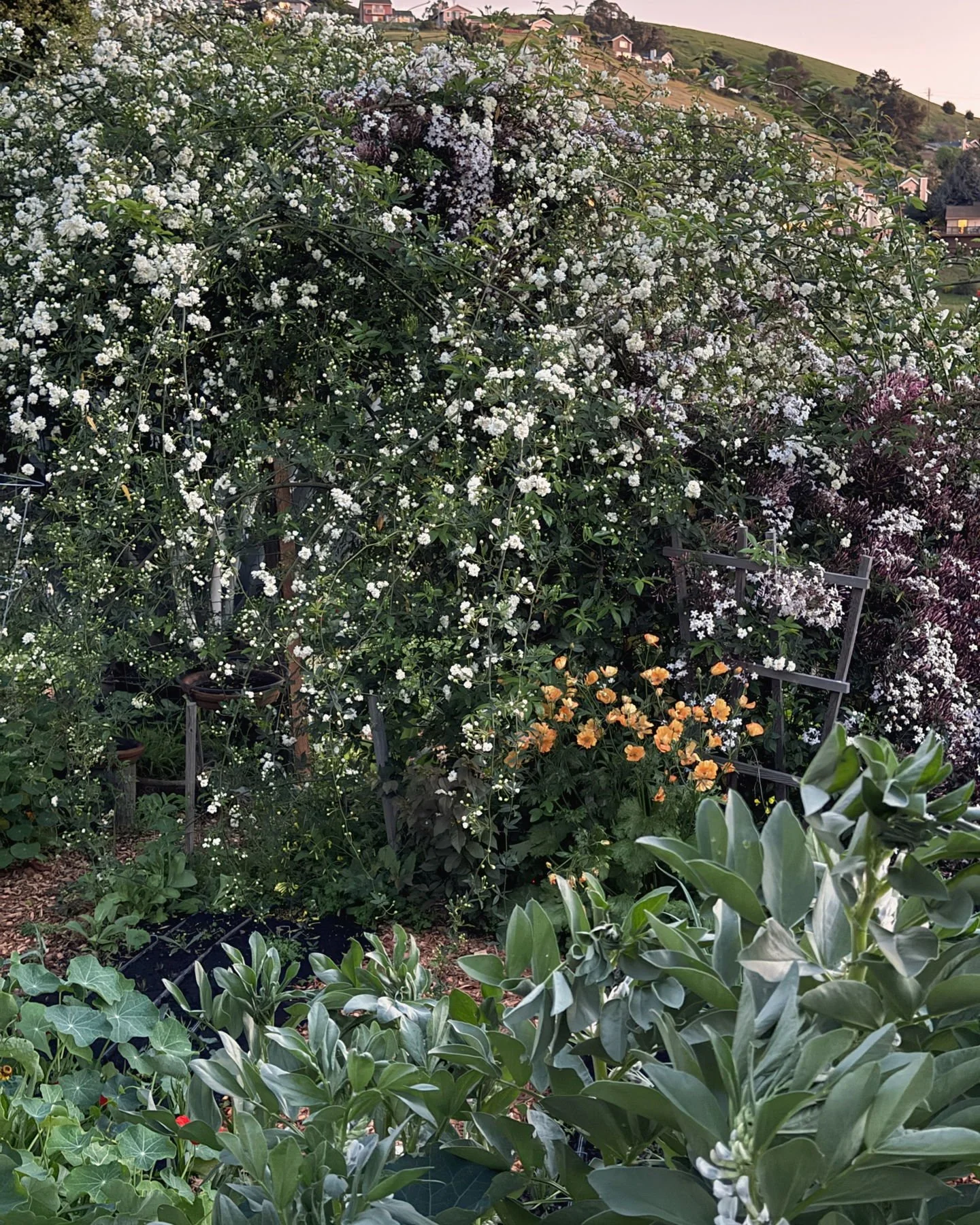 my favorite corner of Lady Banks roses, jasmine, Butterfly Ranunculus 'Charis', Fava's and Nasturtium.