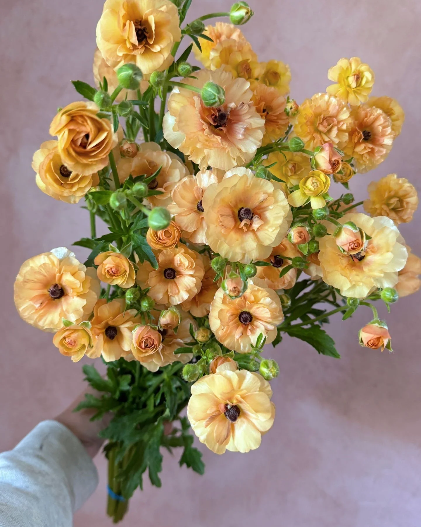 Butterfly Ranunculus 'Vestalis', like little peaches.