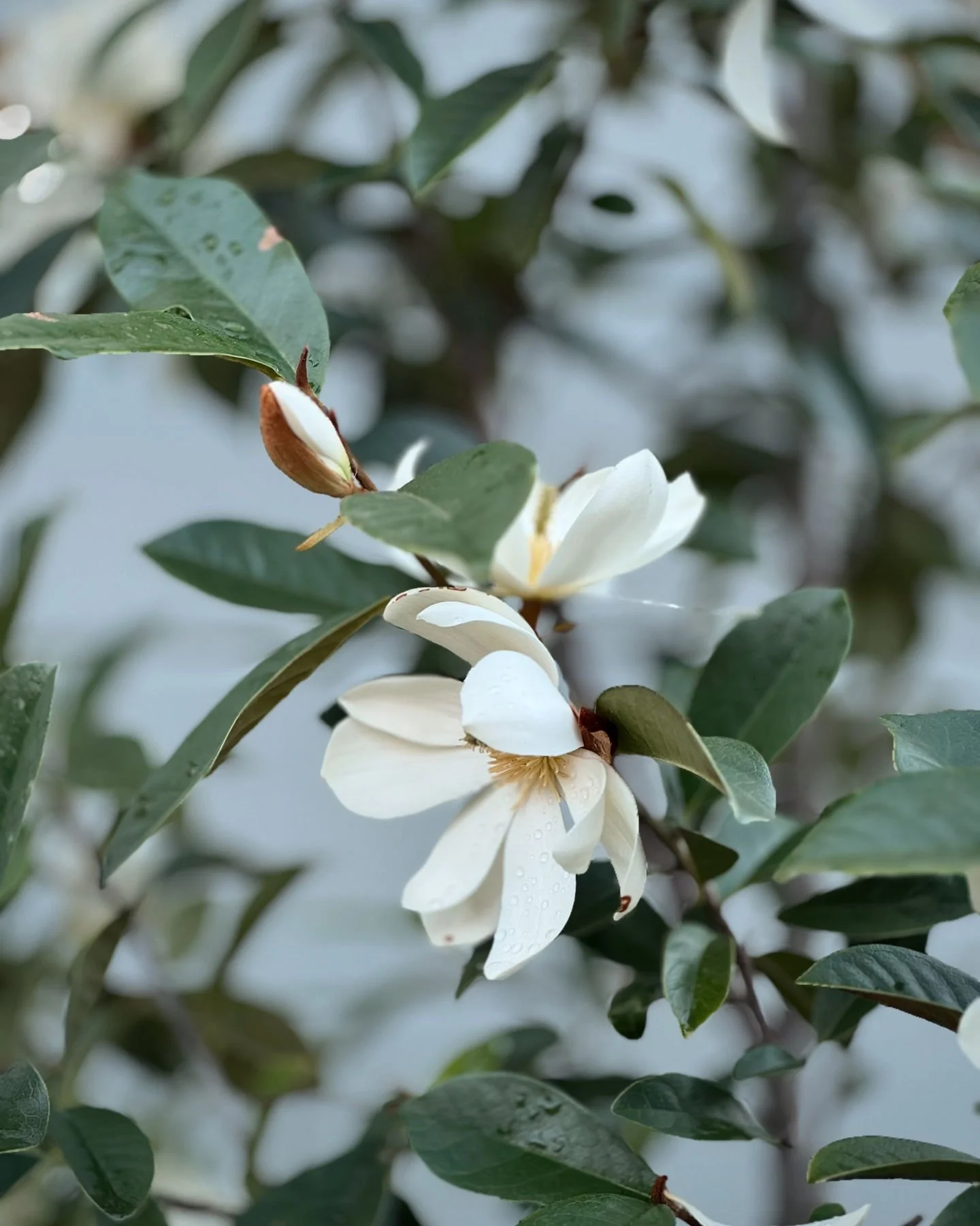 Michelia 'Fairy Cream'