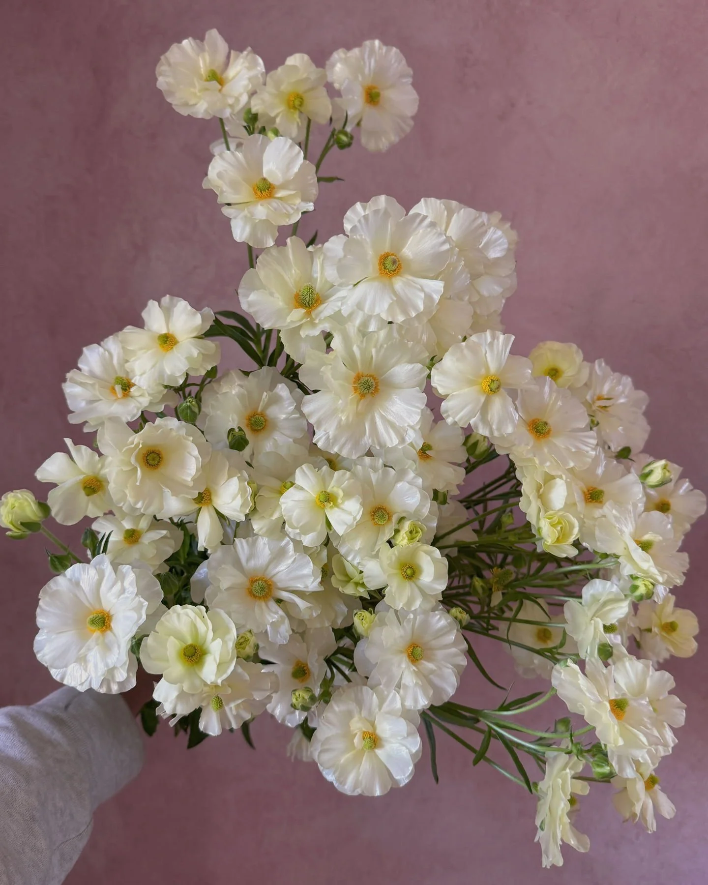 Butterfly Ranunculus 'Graces' the most divine cloud fluffs