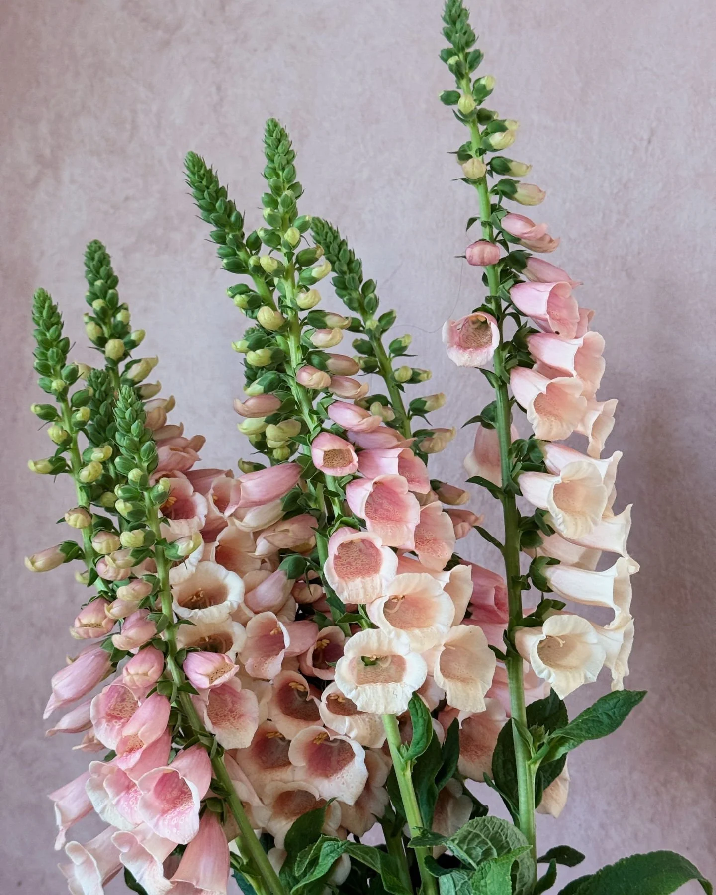 Digitalis 'Dalmatian Peach' our favorite little mainstay foxglove. We order her in every year and never regret it.